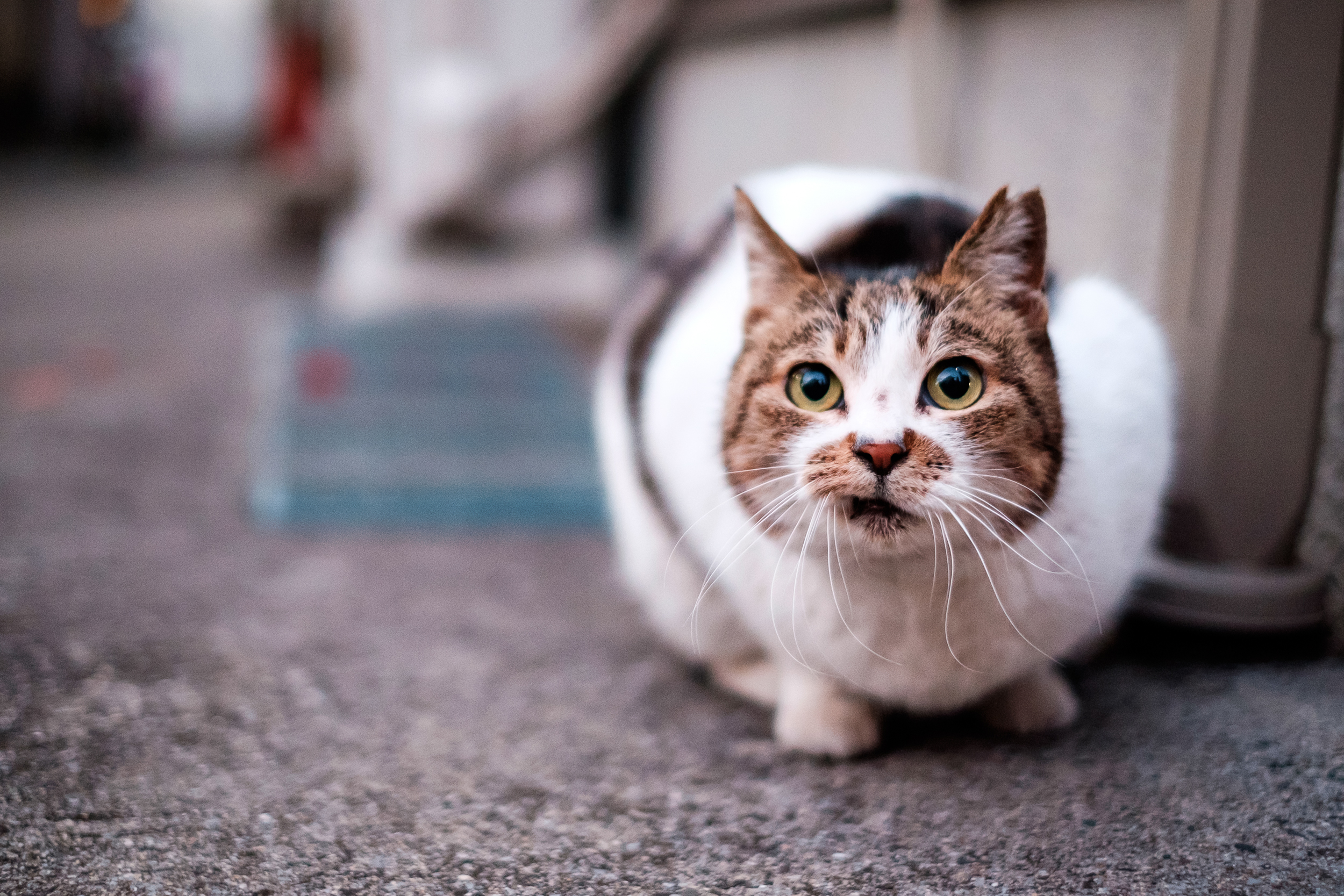 Tokyo, Japan