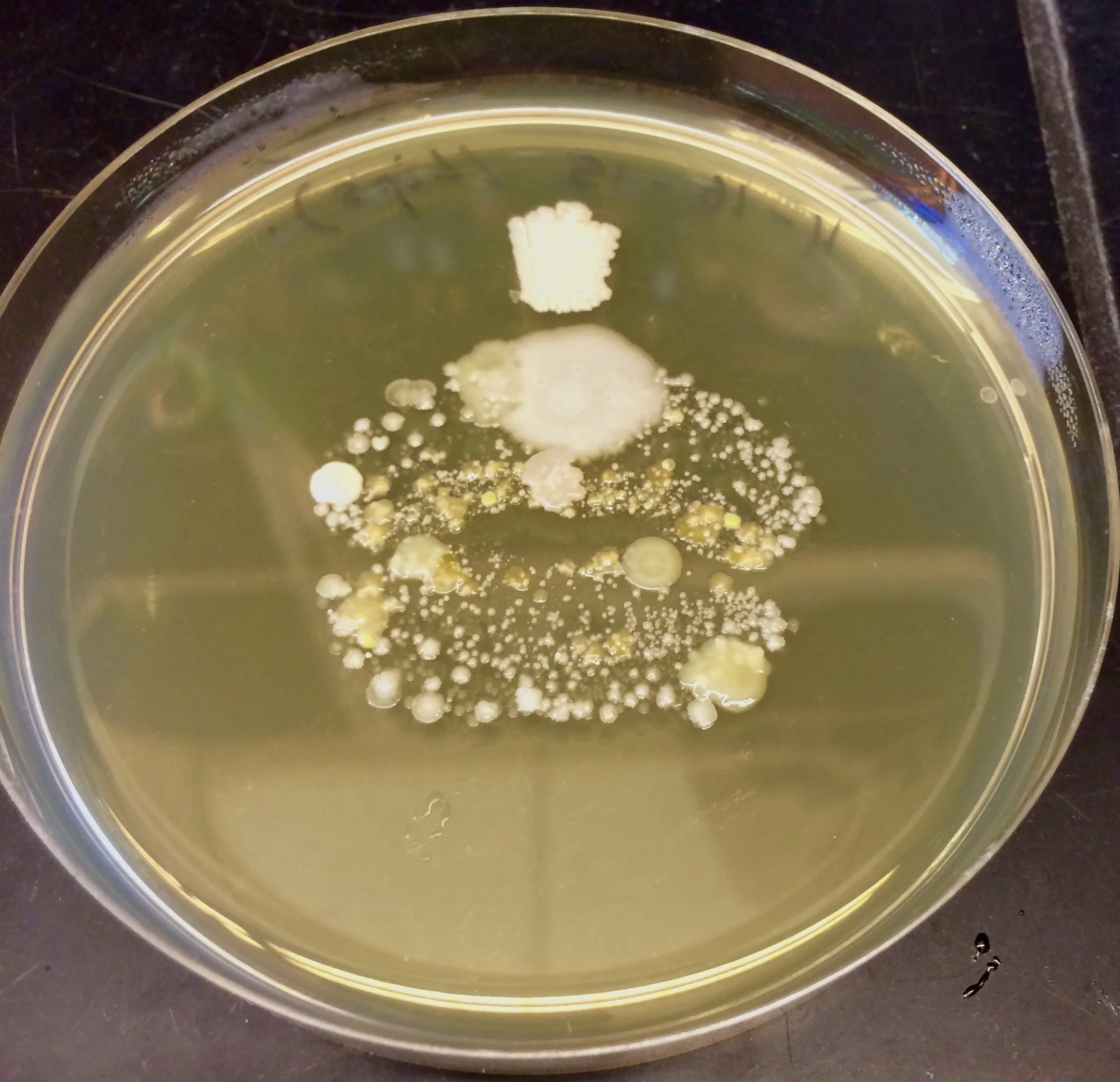 IMG_5279.jpg