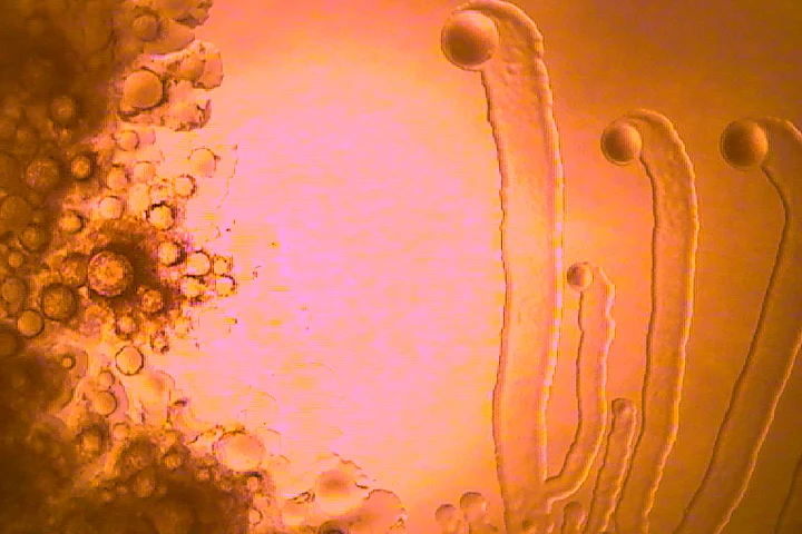 Bacillus06.jpg
