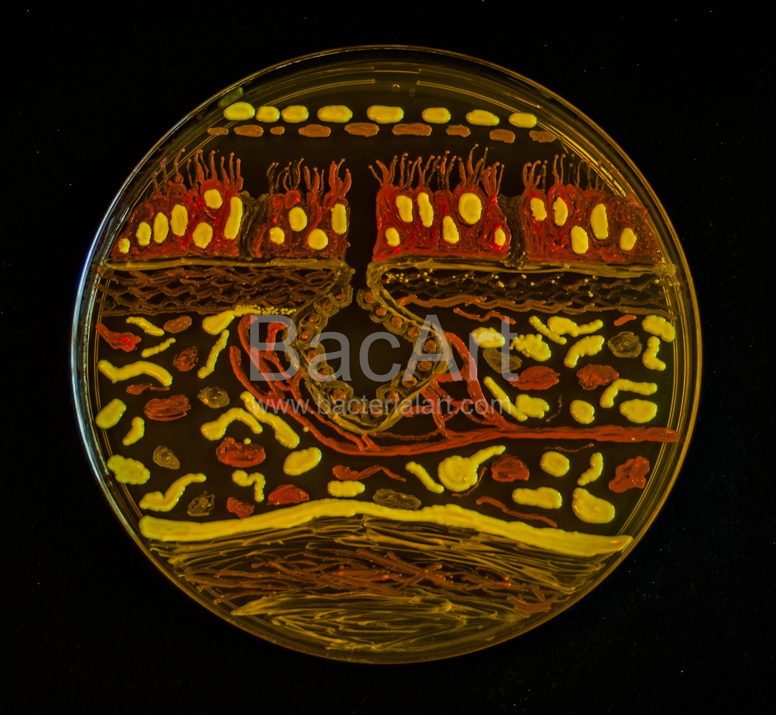 08122016-_MG_3804.BacArt.jpg