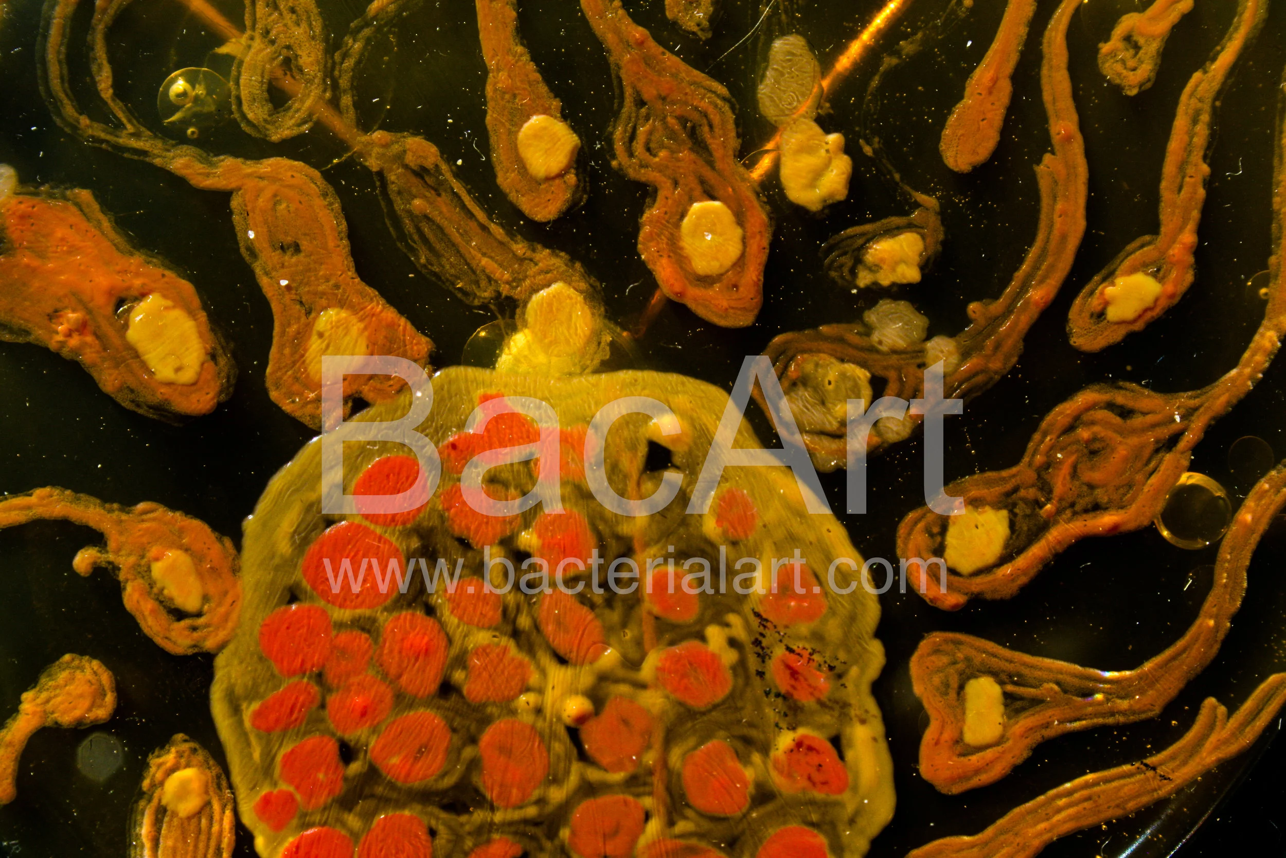 10102014-IMG_3260.BacArt.jpg