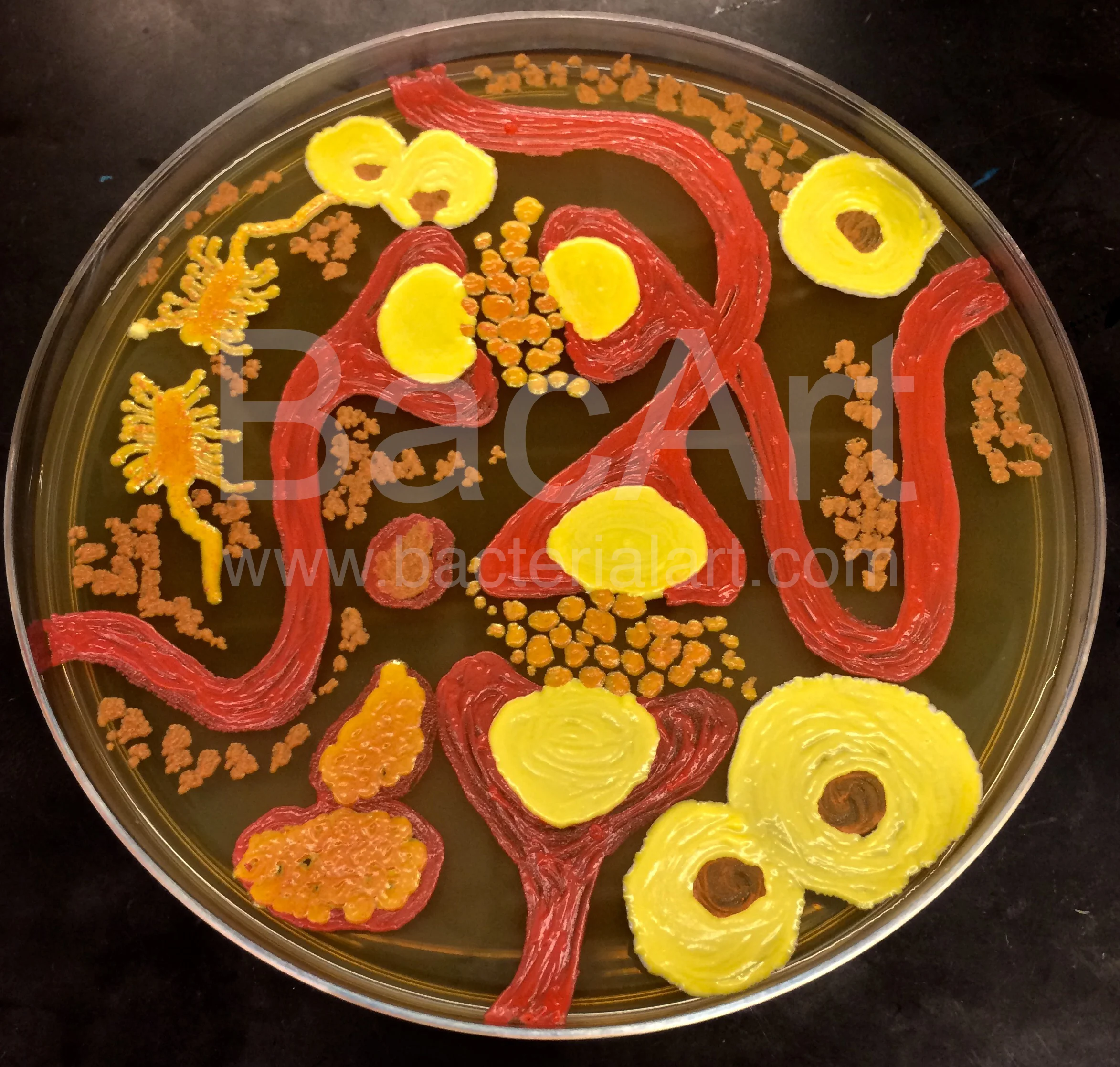 Bacterial neurons.BacArt.jpg