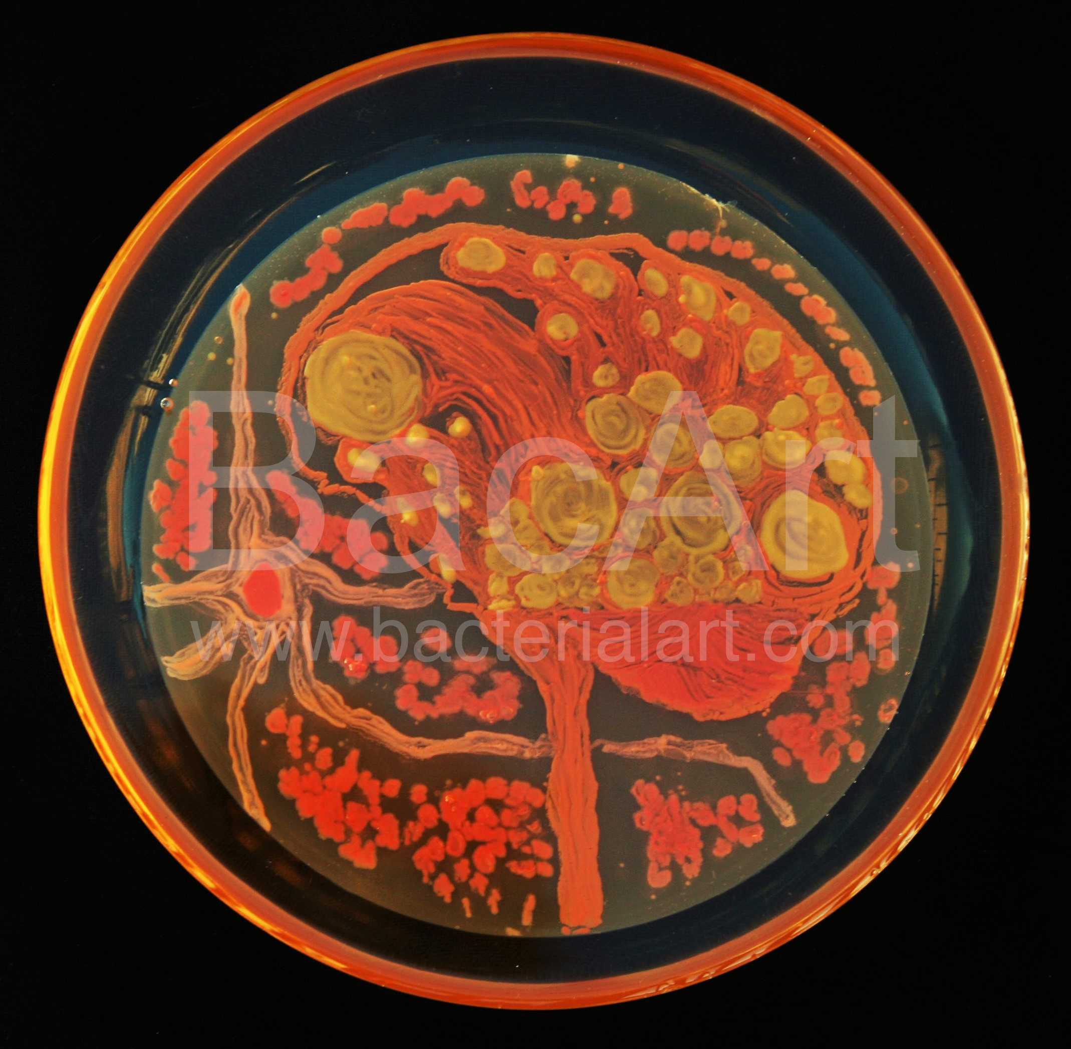 IMG_3342 (2).BacArt.jpg