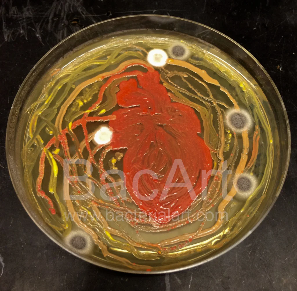 thumb_IMG_5409_1024.BacArt.jpg