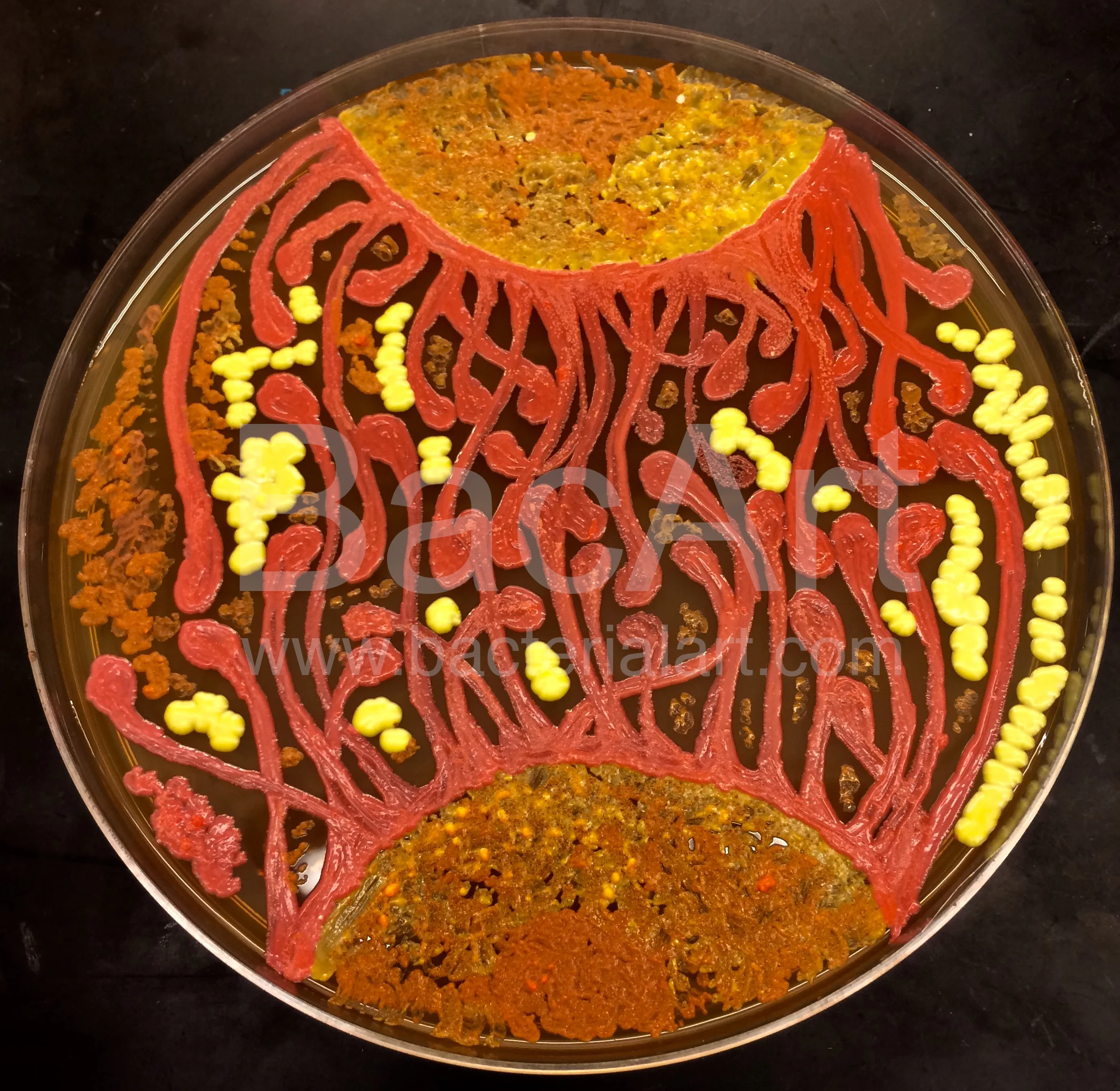 Neurons.BacArt.jpg