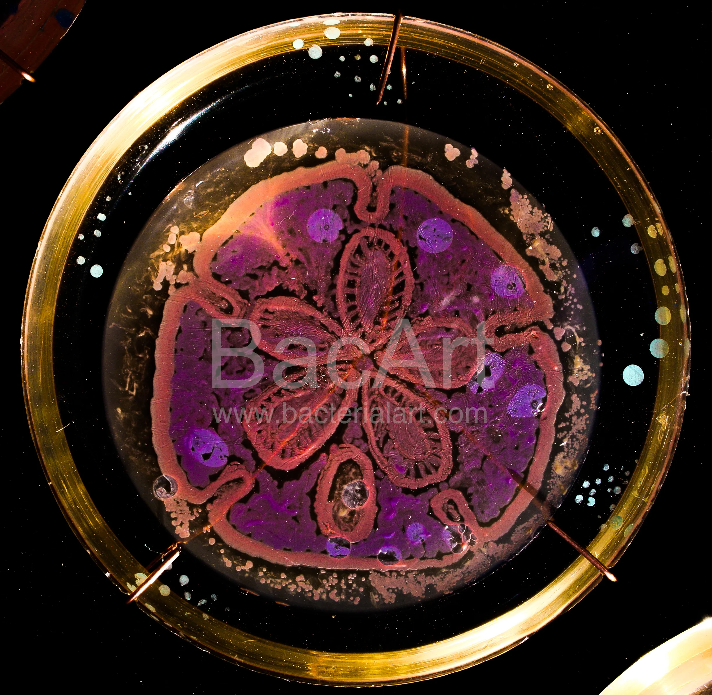 10102014-IMG_3209.BacArt.jpg