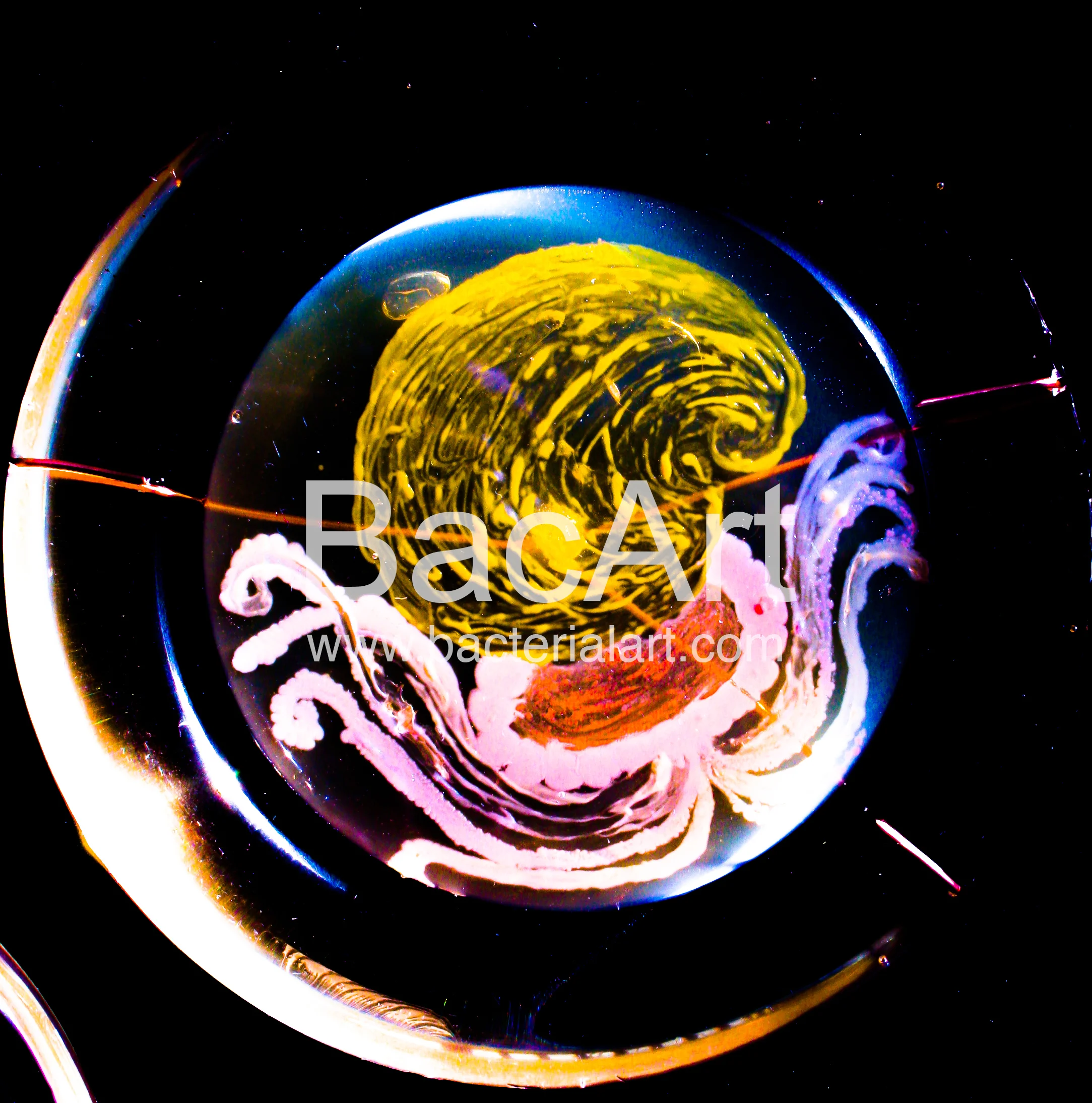 10102014-IMG_3216.BacArt.jpg