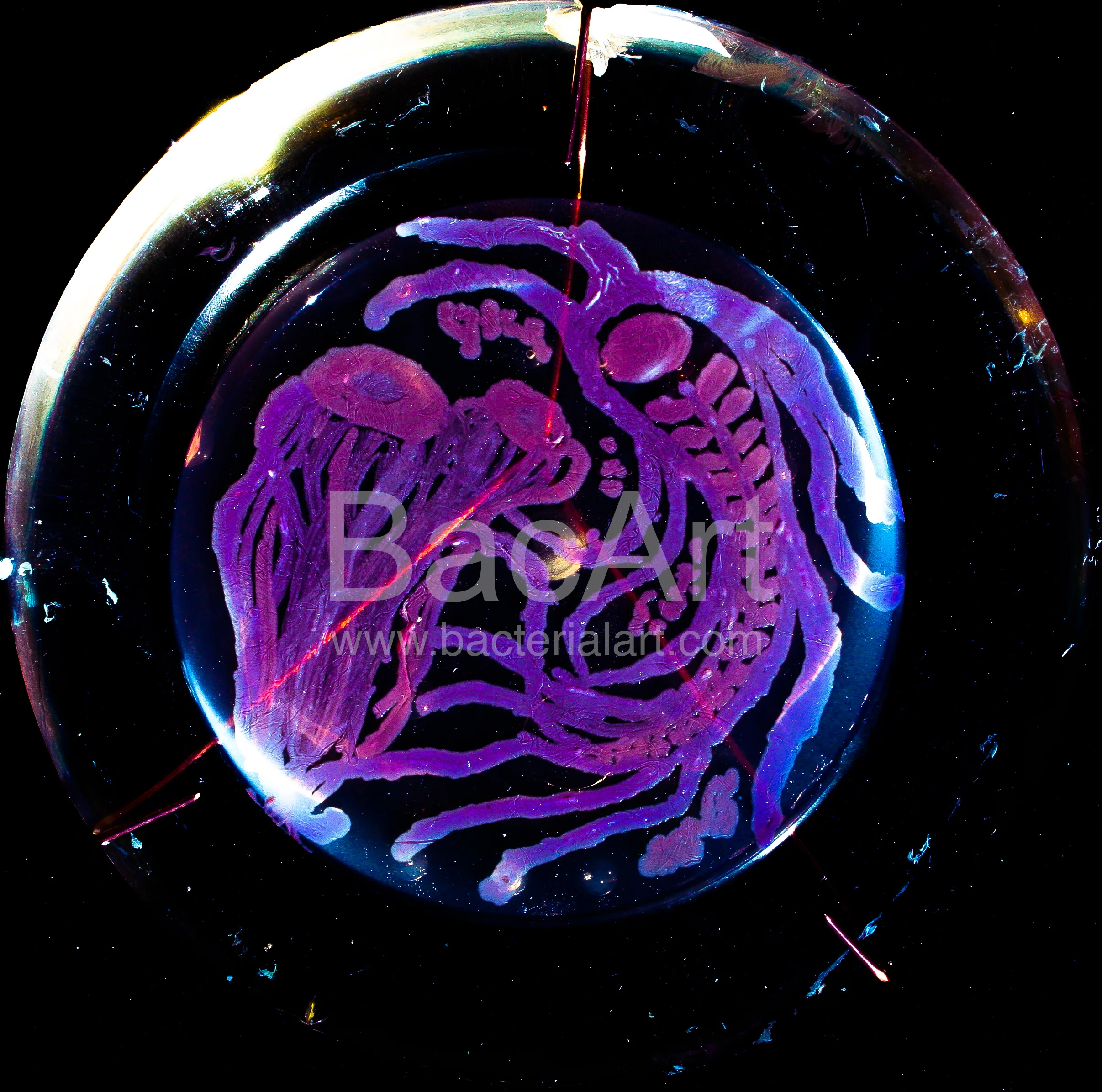 10102014-IMG_3214.BacArt.jpg