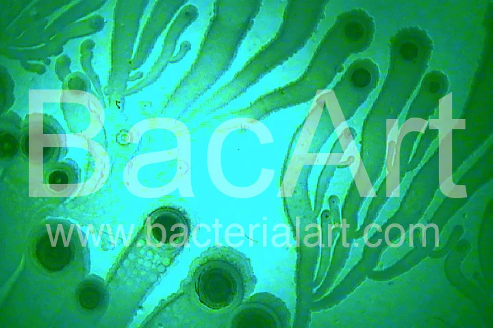 Bacillus02-bacart.jpg