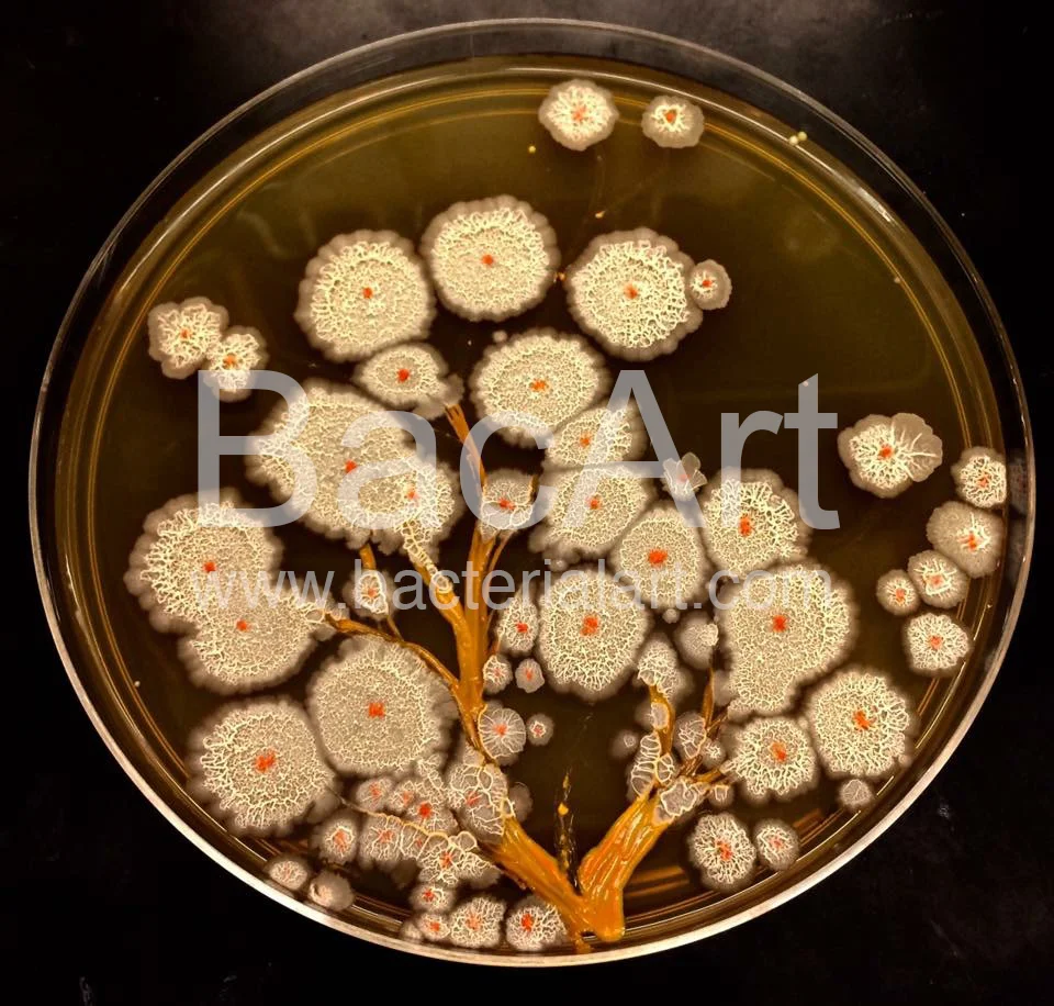 Bacillus tree2.BacArt.jpg