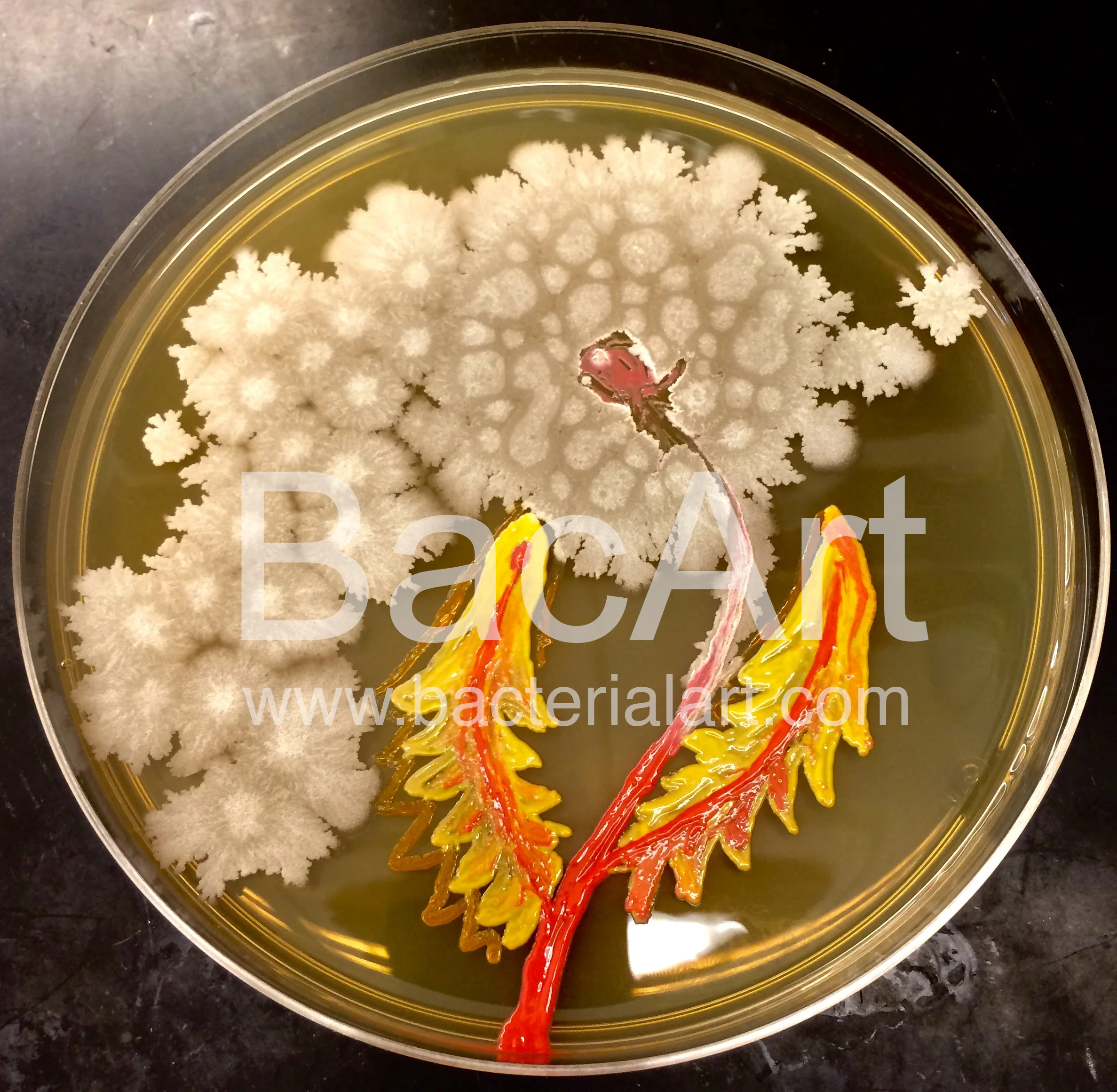 Bacillus flower.BacArt.jpg