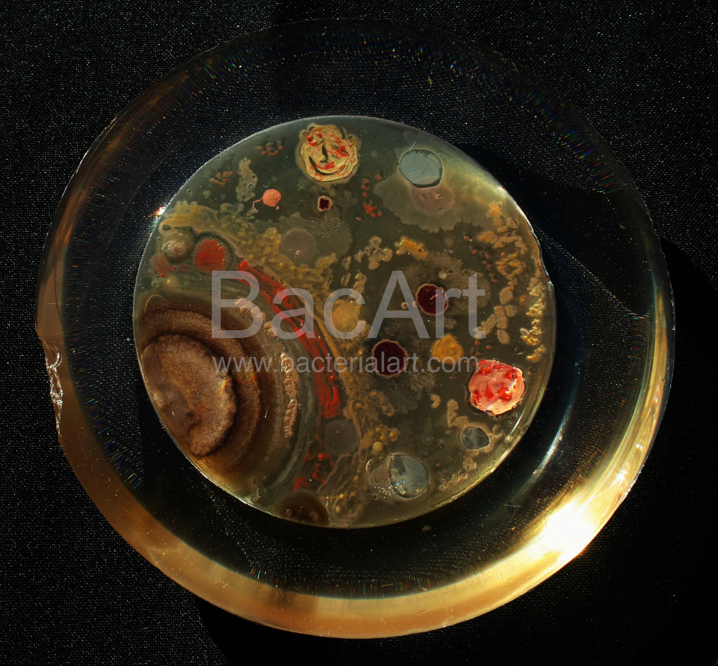 IMG_3314 2.BacArt.jpg