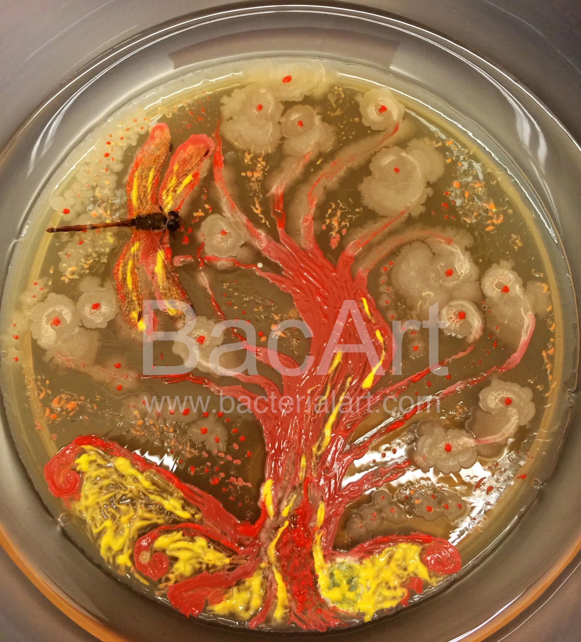 photo 2.BacArt.jpg