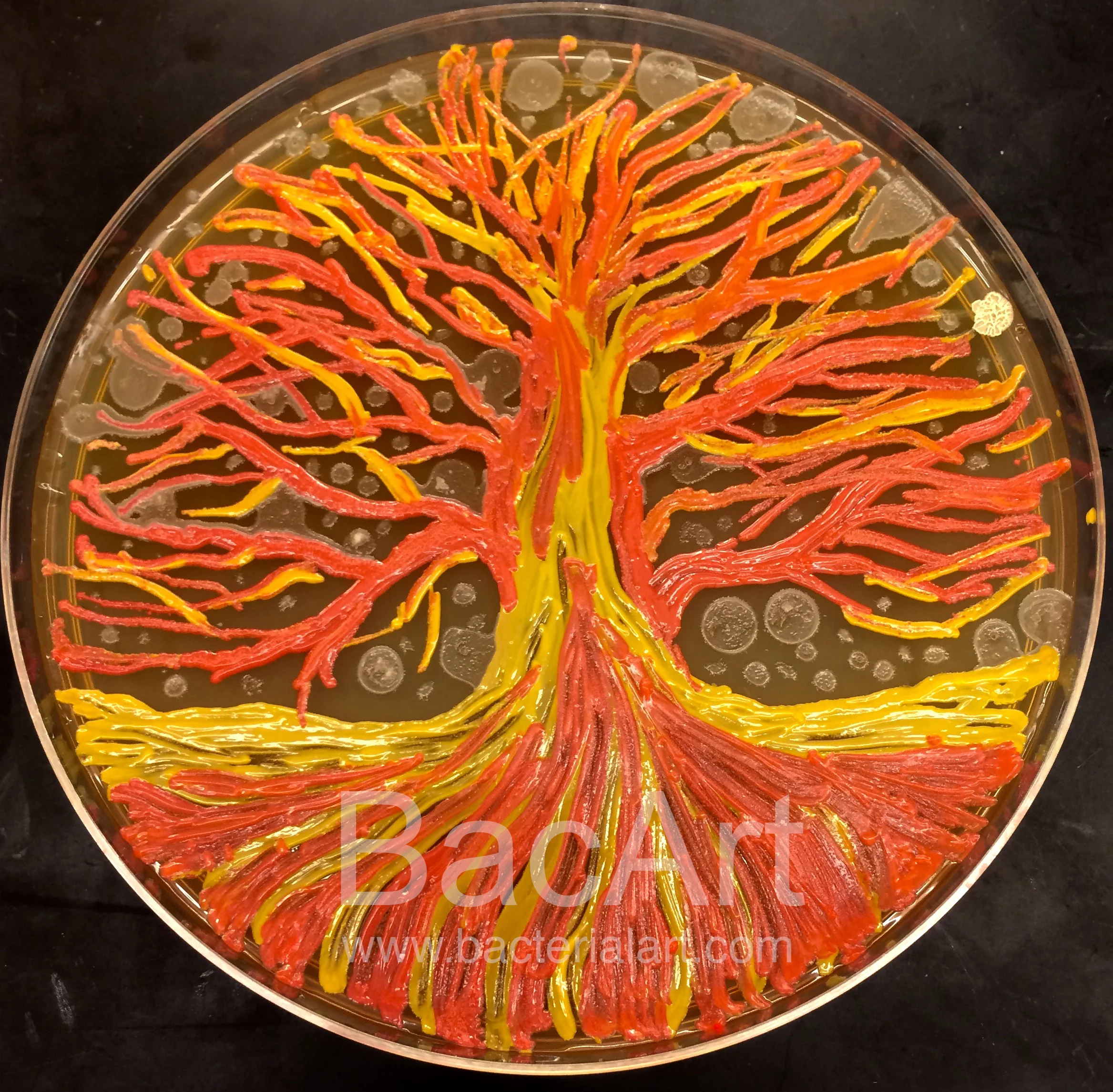 Serratia tree.BacArt.jpg