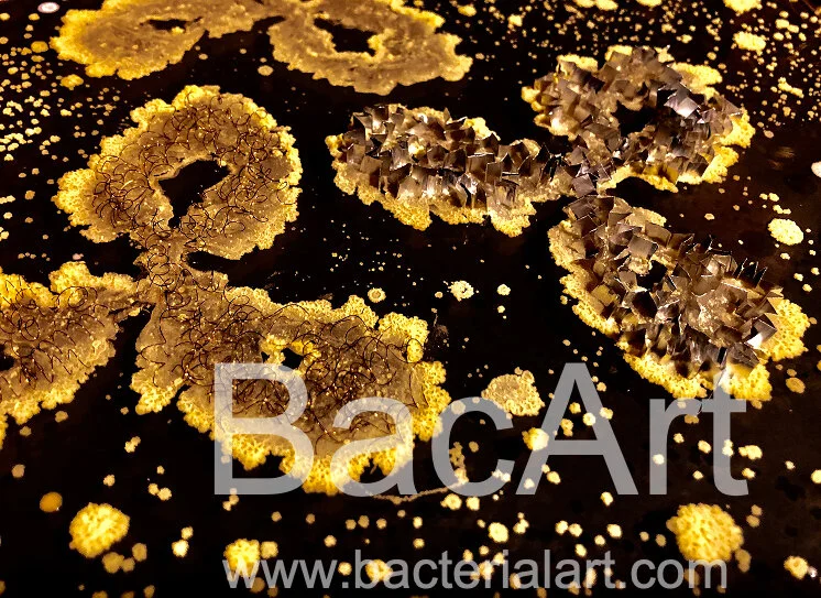 Antibodies-BacArt.jpg