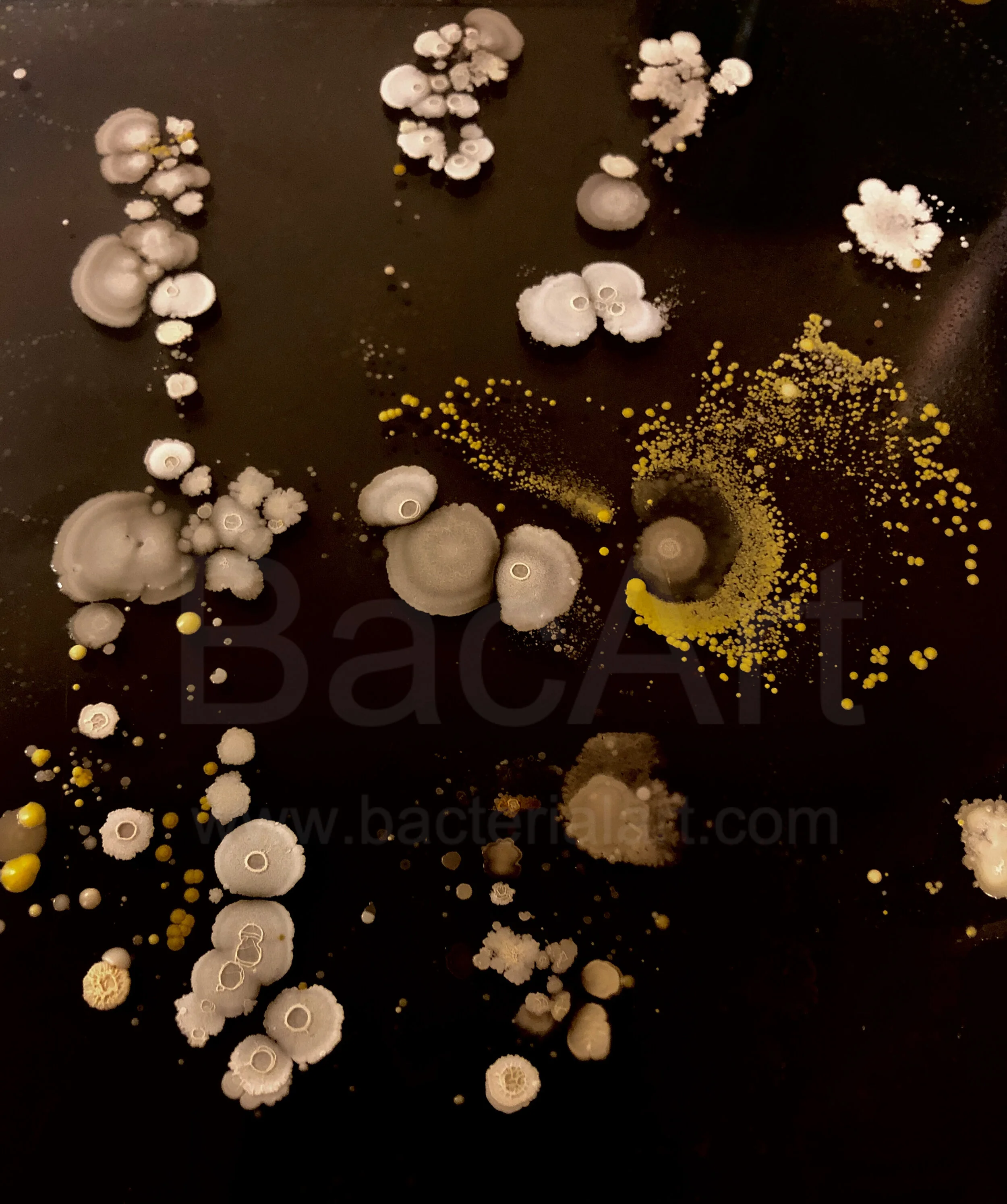 Hand print.jpg