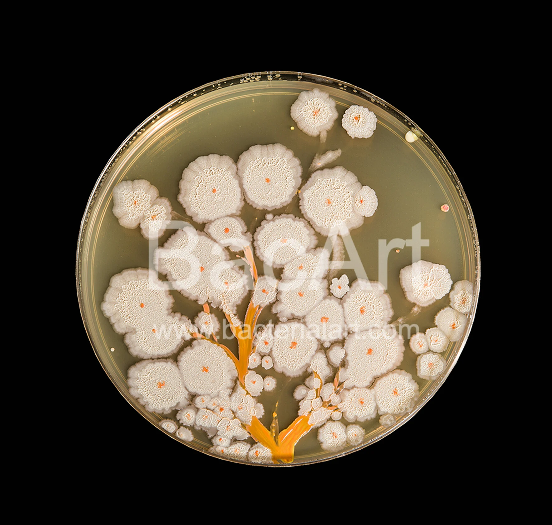 Bacillus bloom.jpg