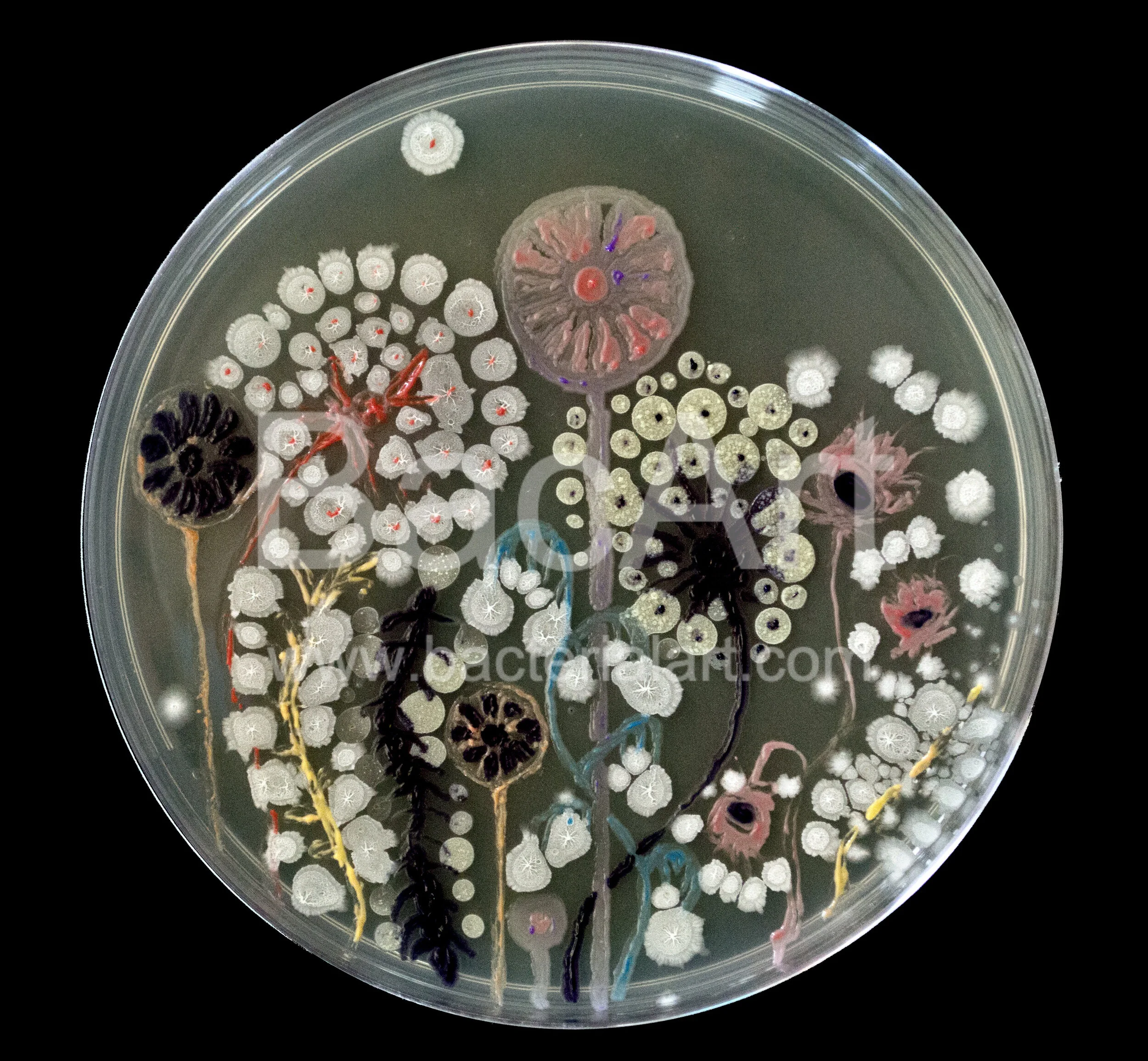 Bacillus flowers.jpg