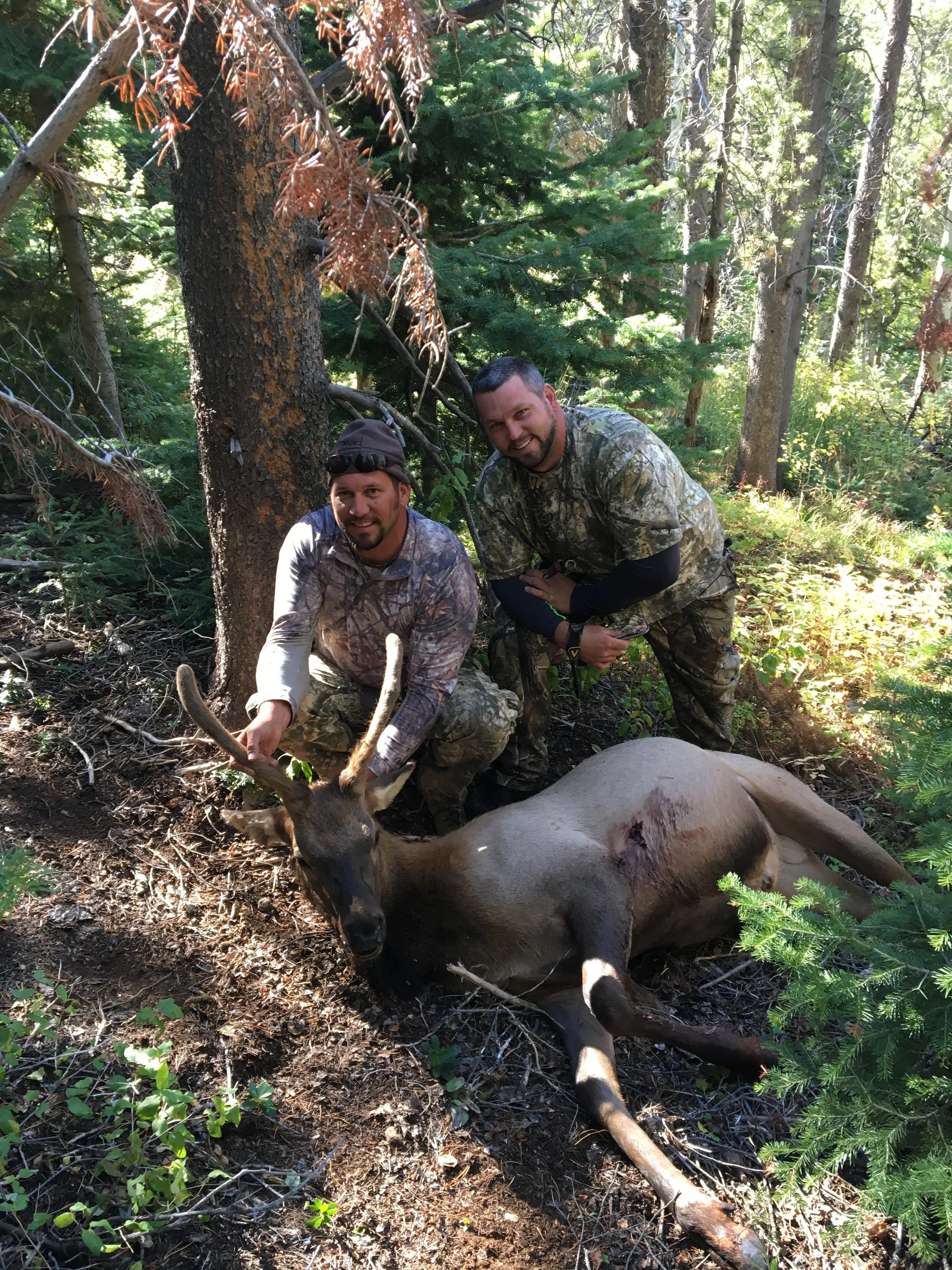 Wyoming- Elk, 2016