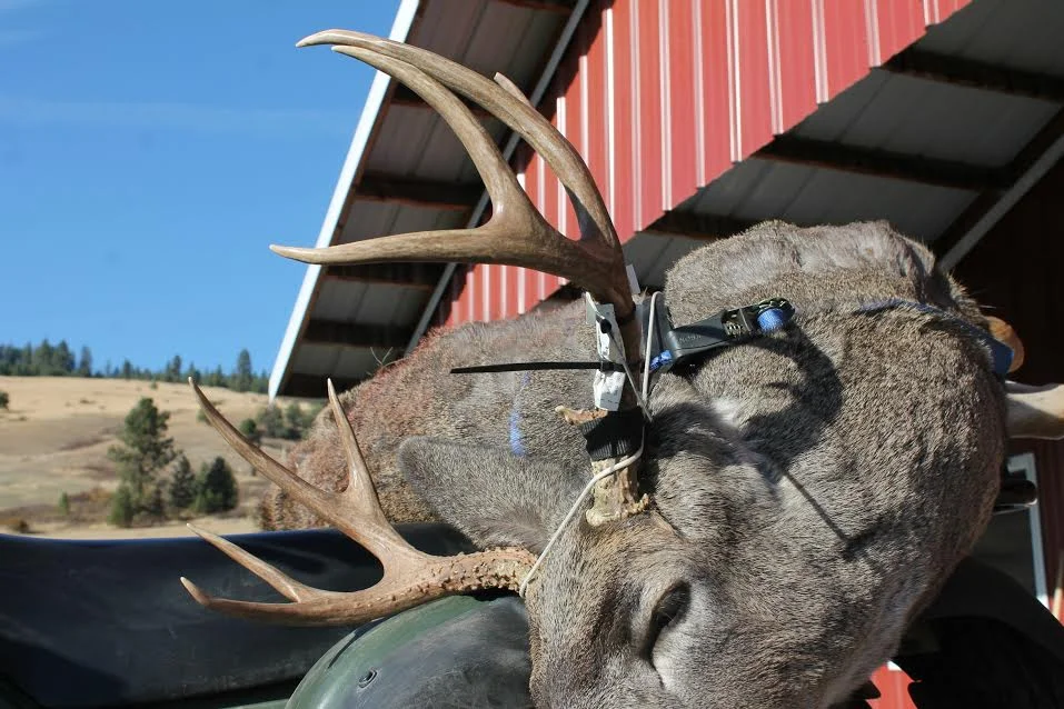 Washington State- Mule Deer, 2015 650 yards, Savage LRH 7mm Rem Mag