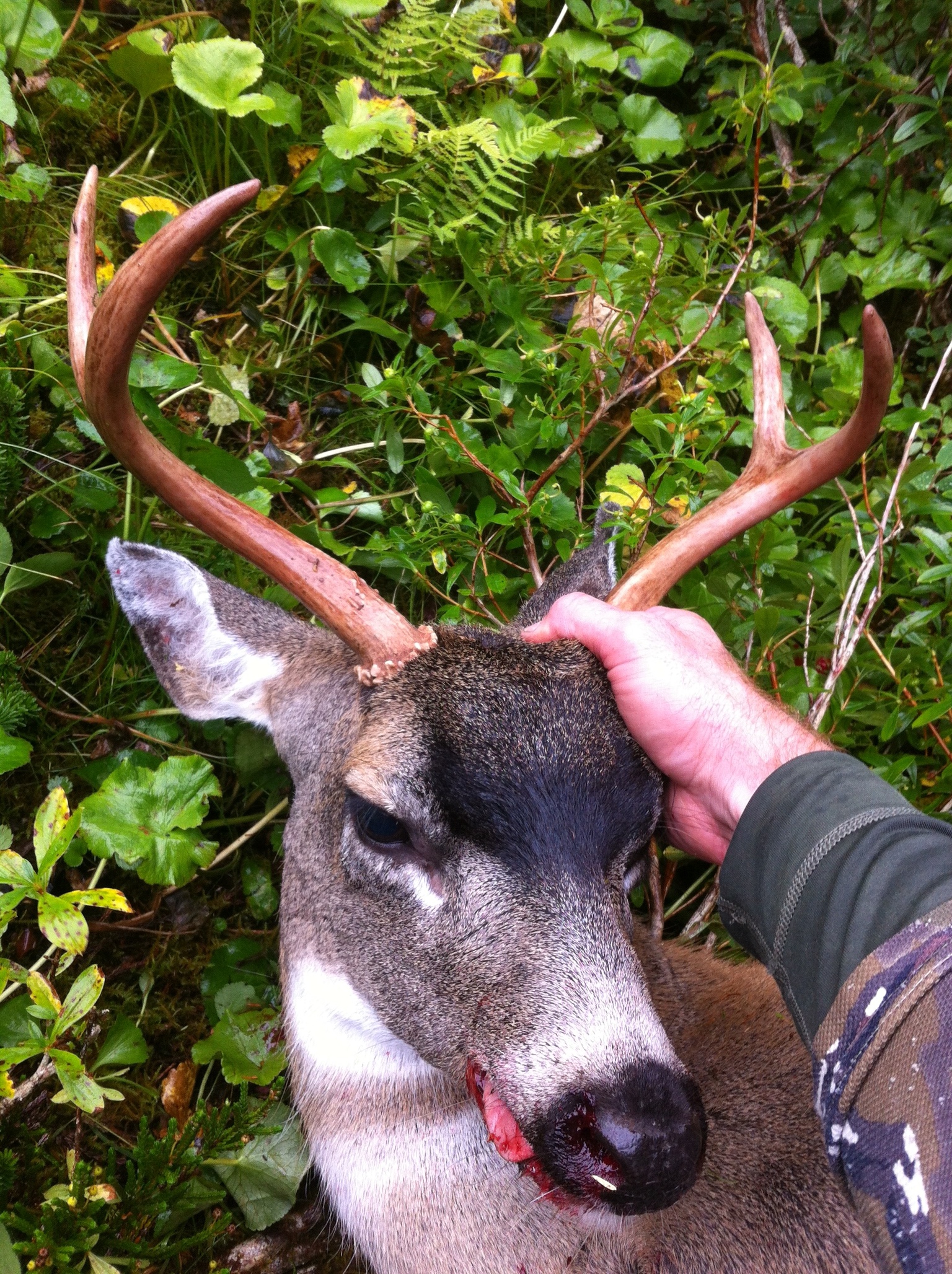 Prince of Wales, Alaska- Sitka Blacktail, 2015
