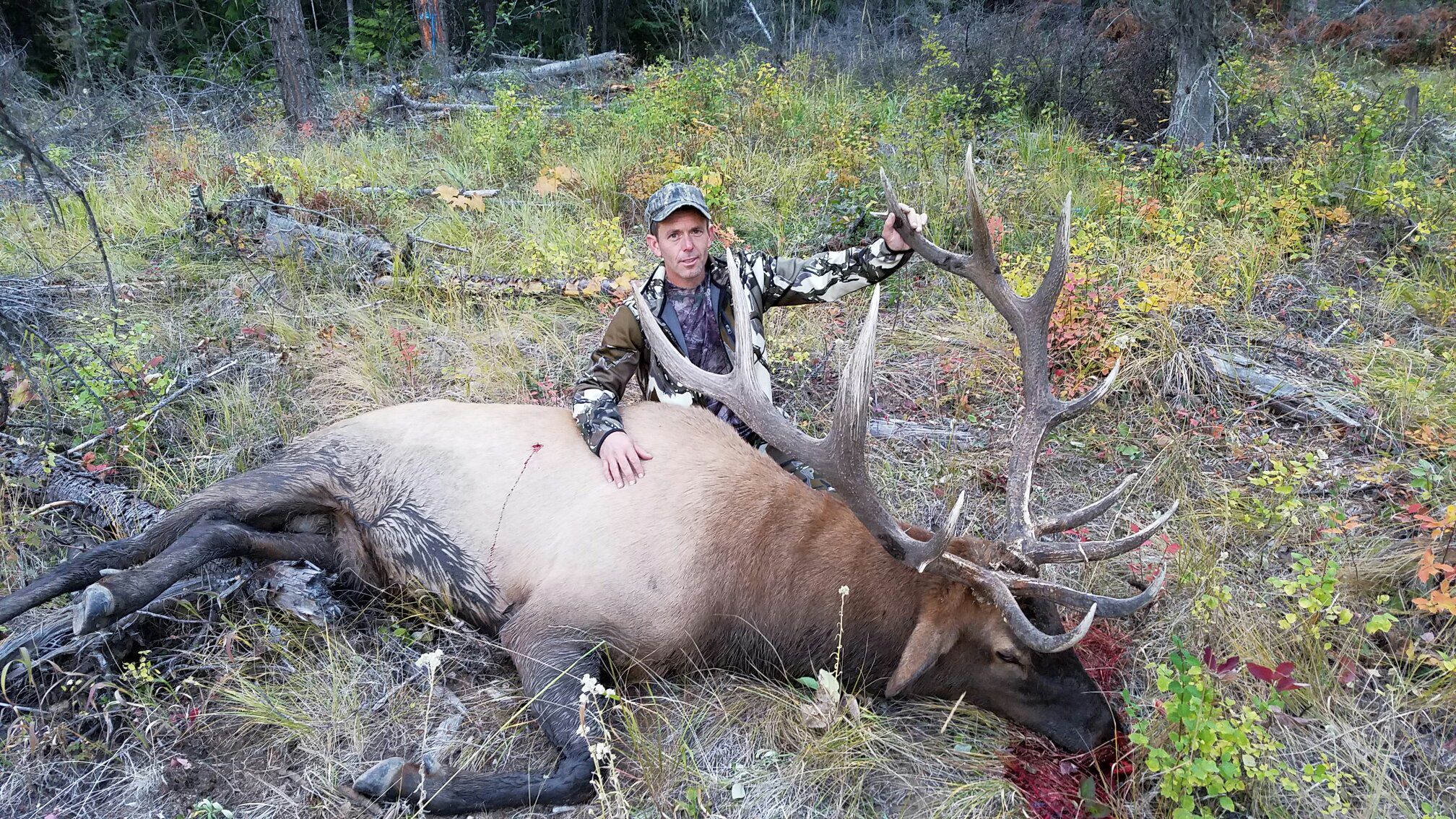 Washington State- Elk, 2016
