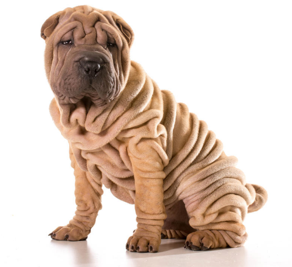sharpei.png