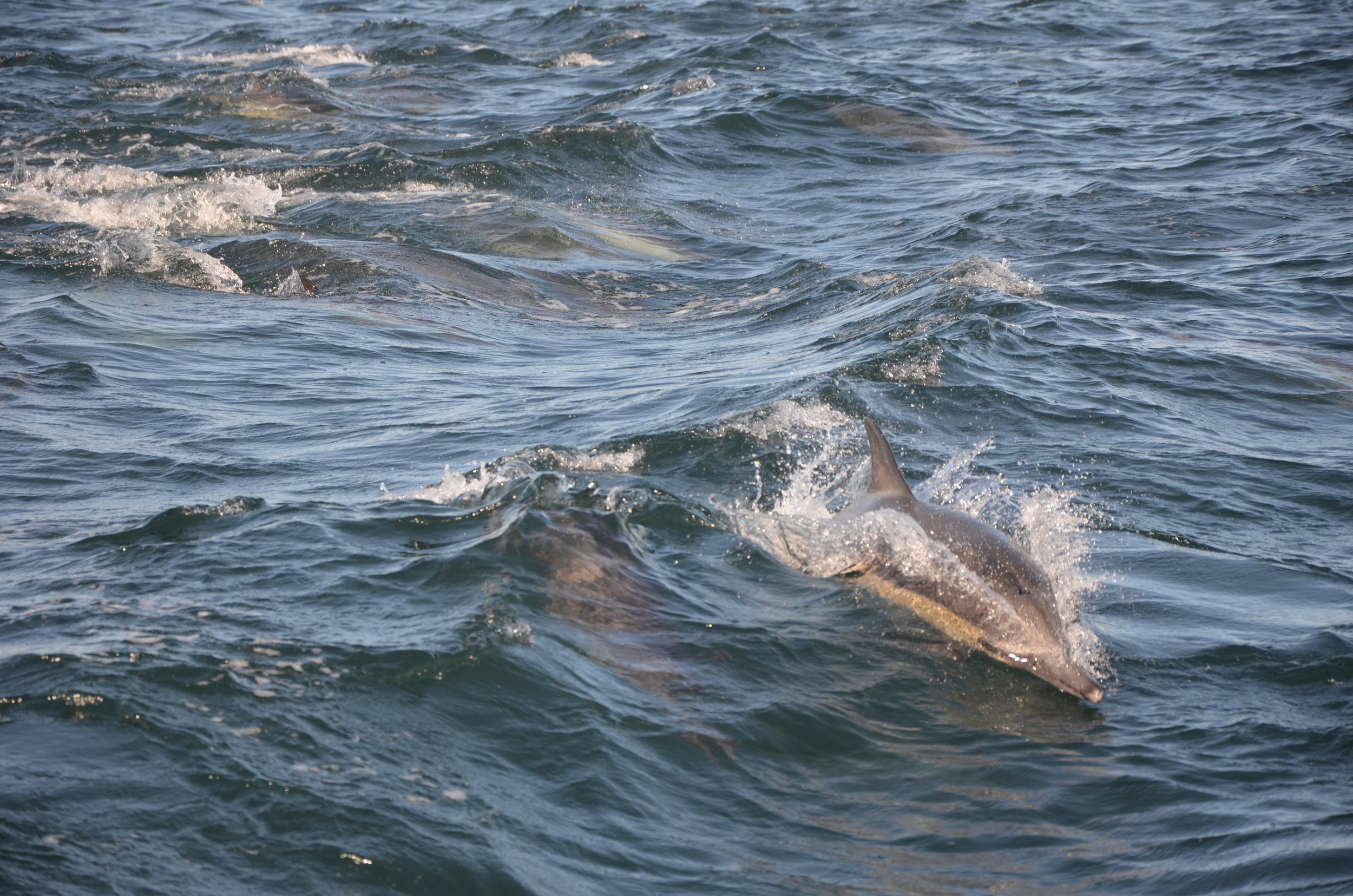 DSC_0831.jpg