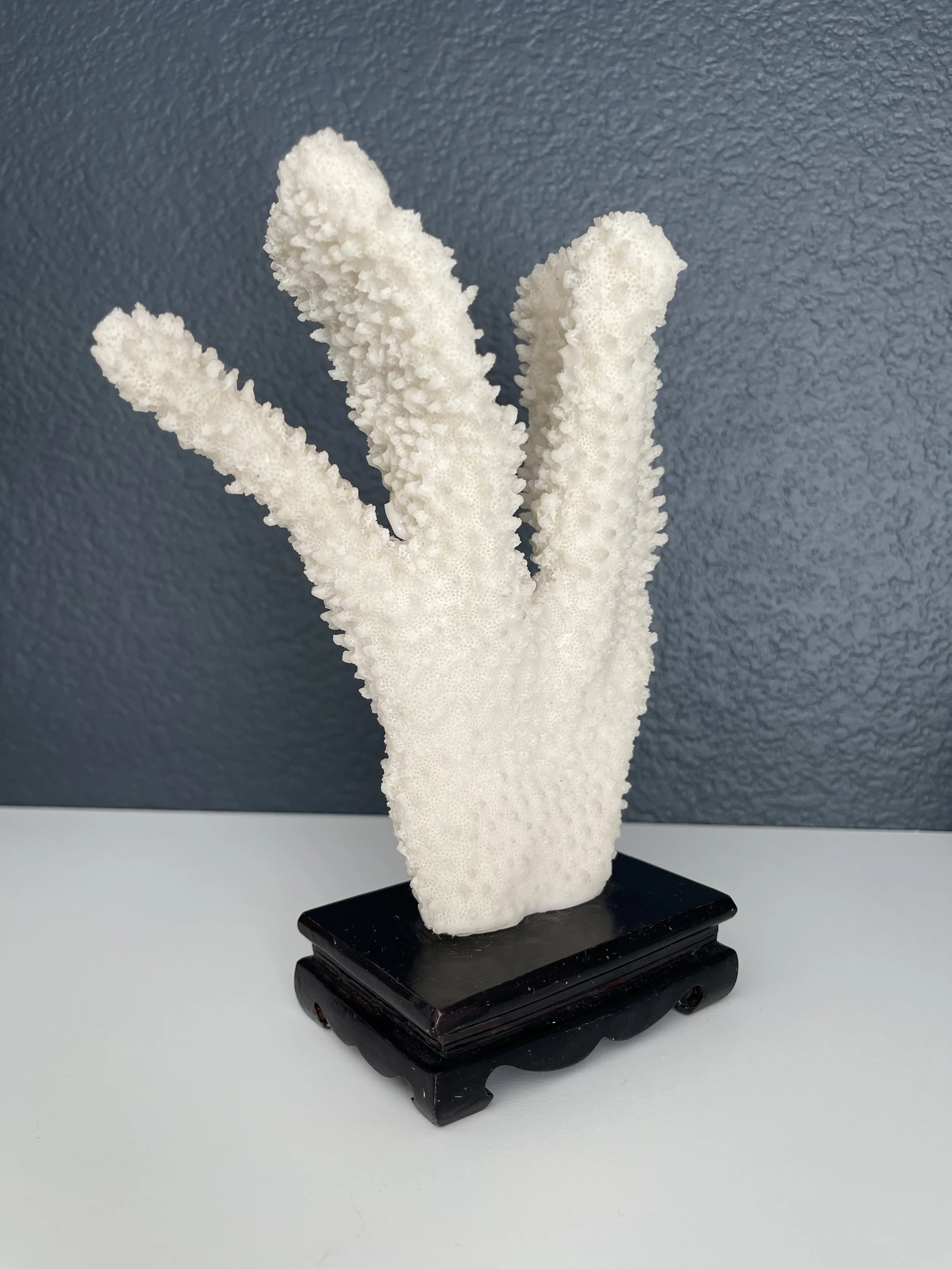 coral4.jpeg