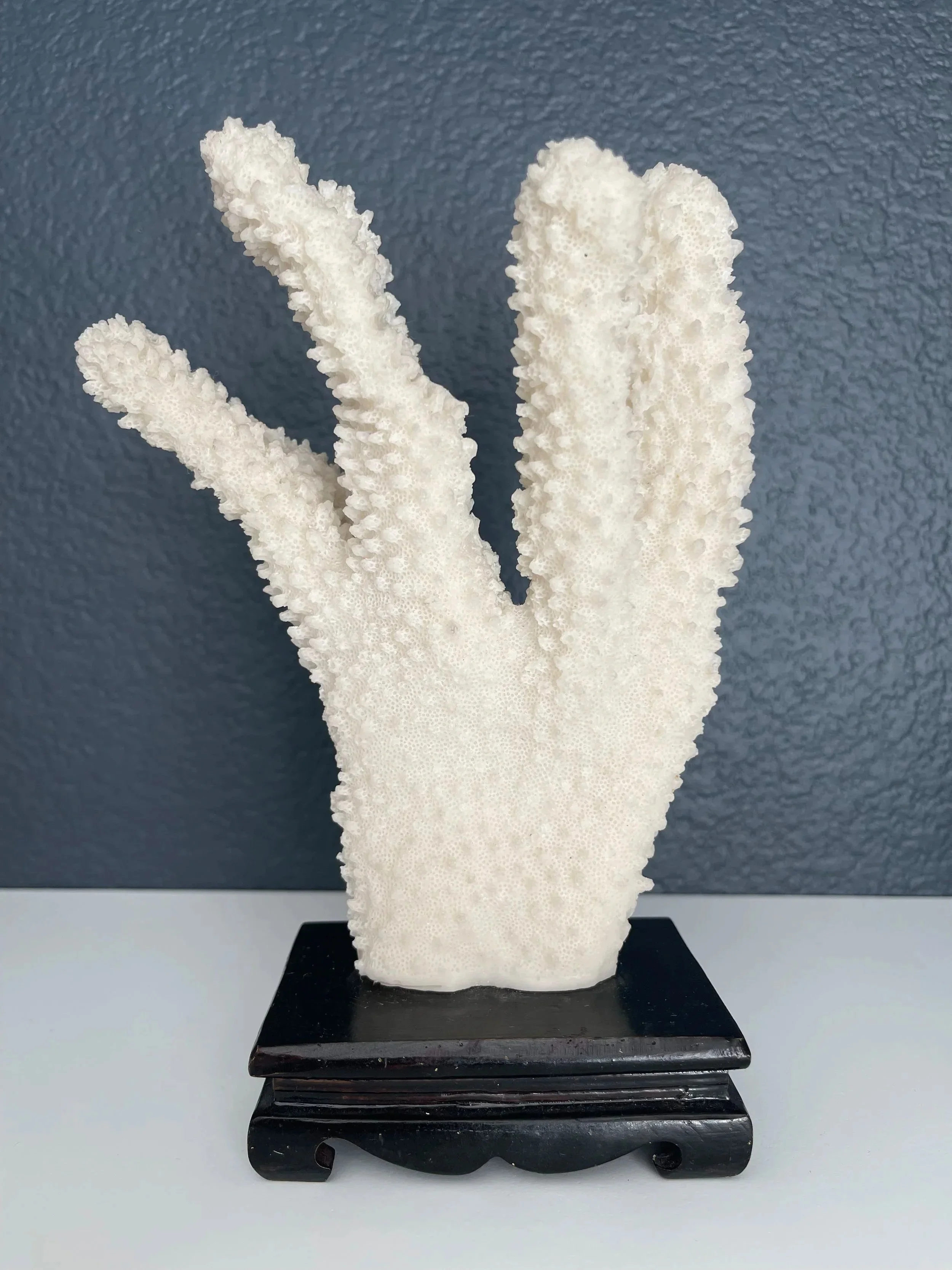 coral1.jpg