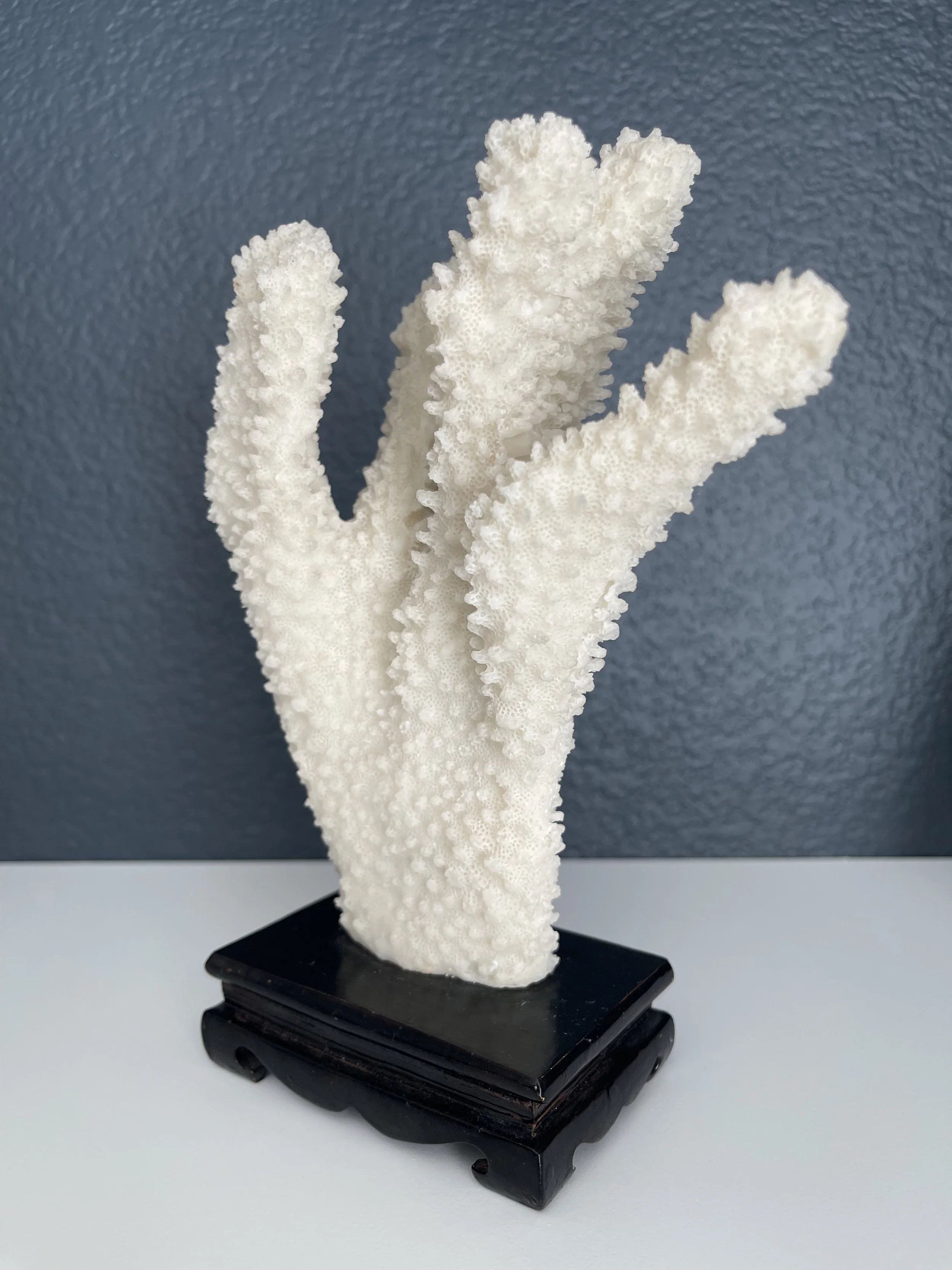 coral3.jpeg