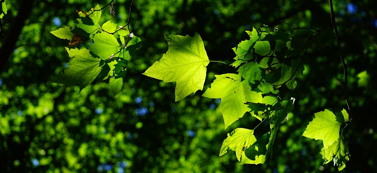 A leaf, by Niggle