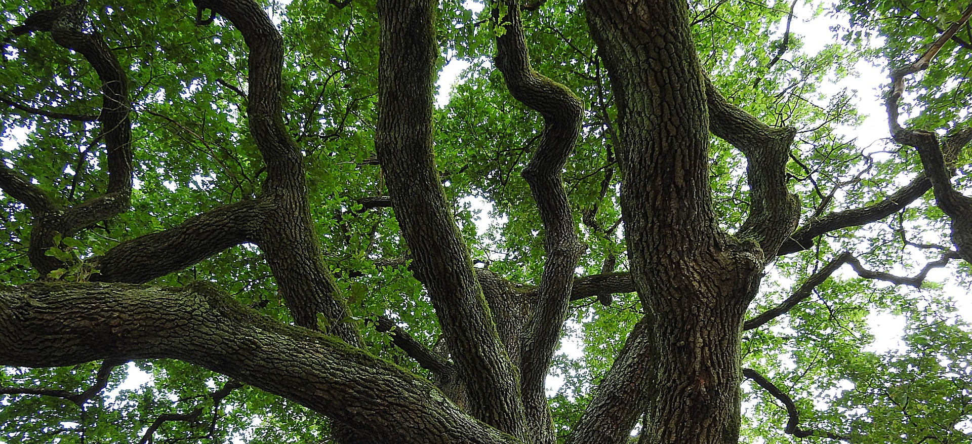 "And the tree grew, sending out innumerable branches, and thrusting out the most fantastic roots”