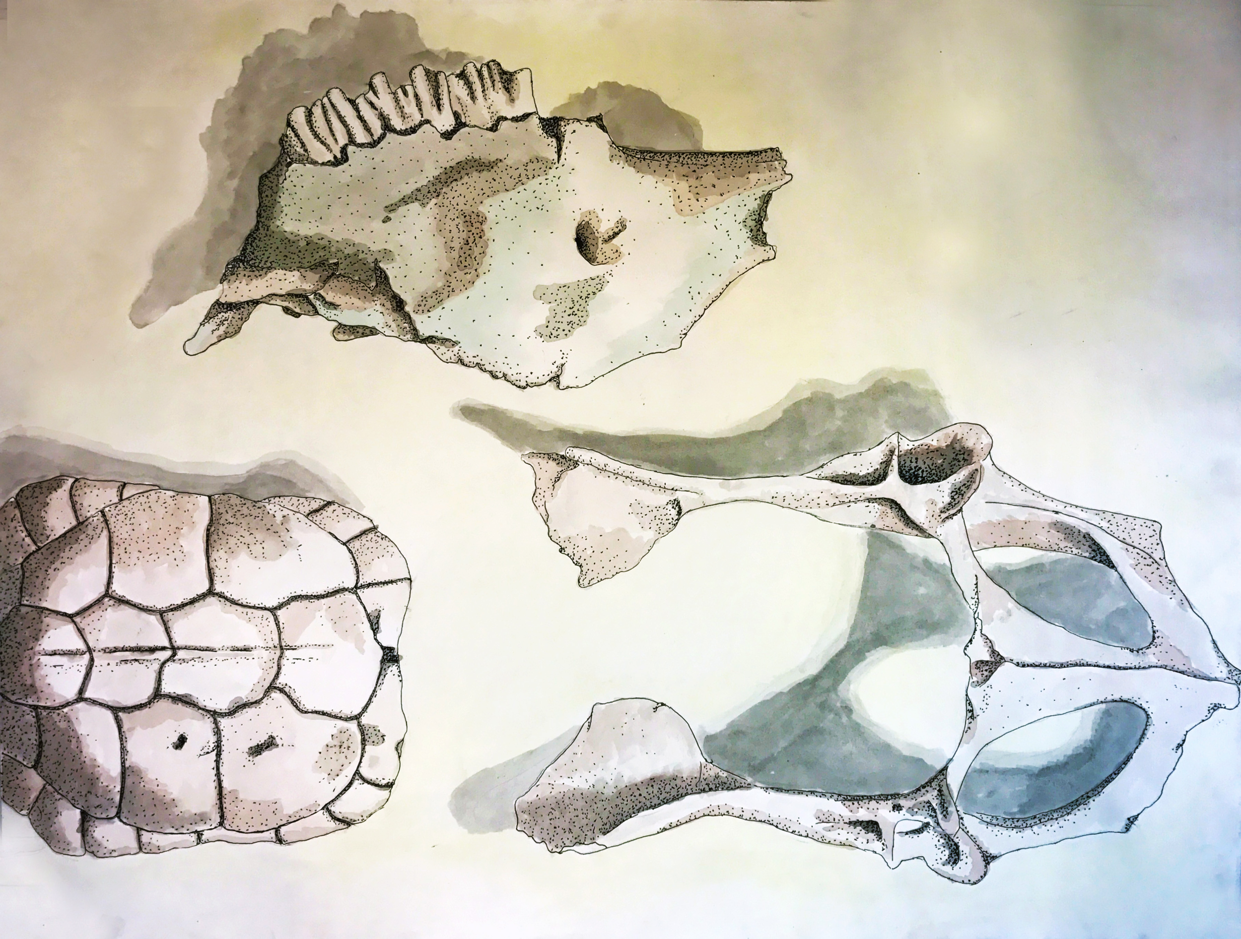 bones.png