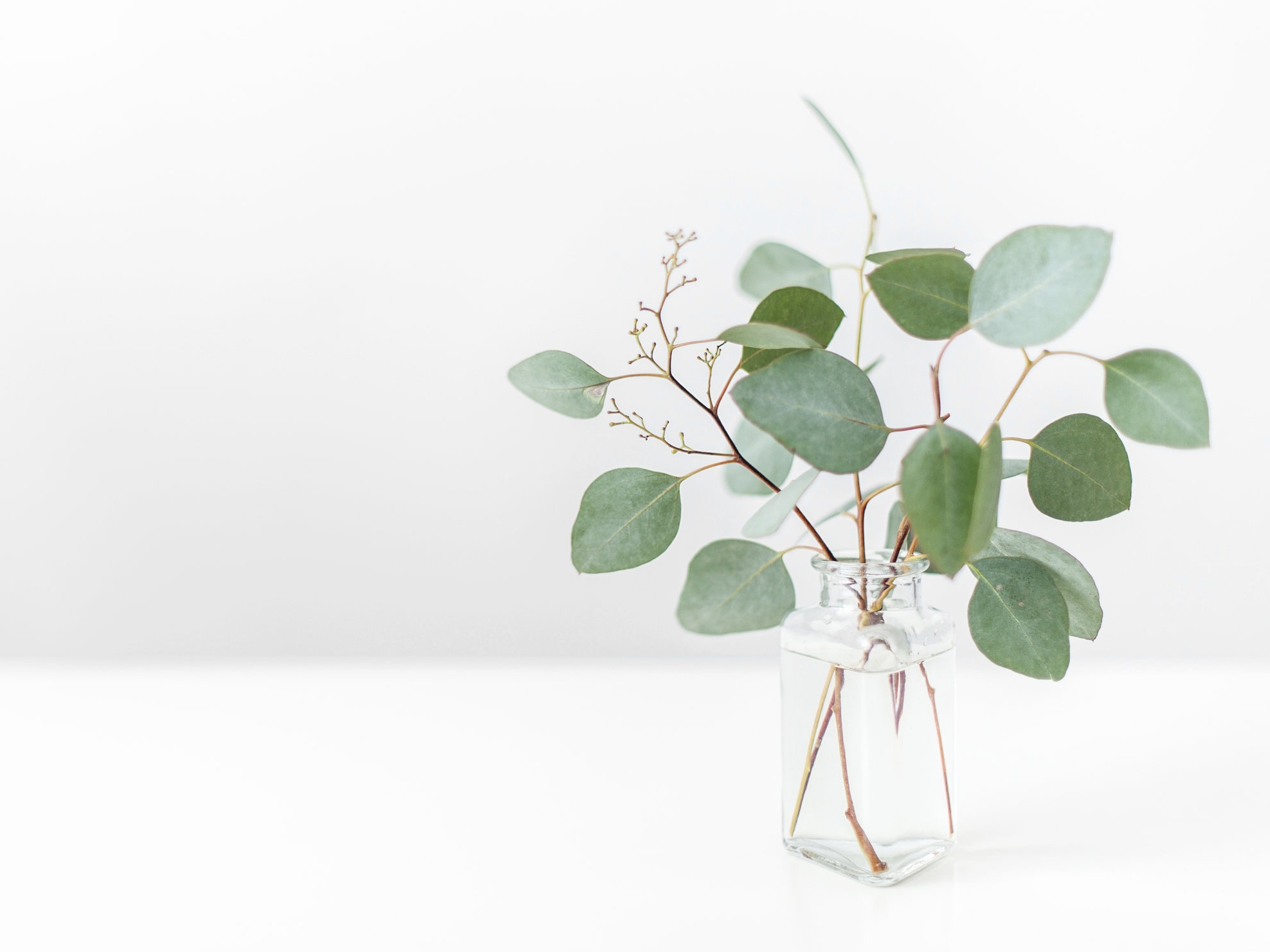 Eucalyptus in Vase-Right Justified.jpg