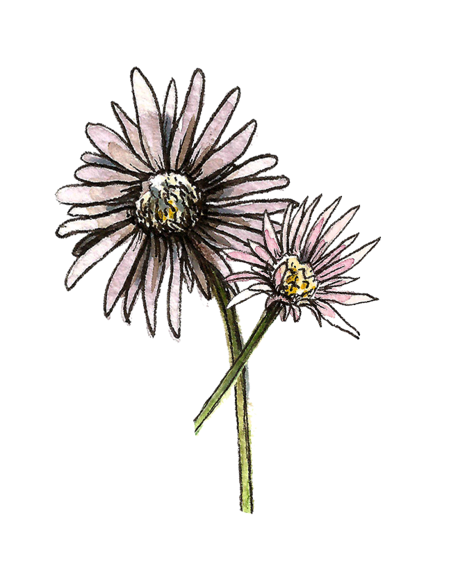 flower2.png
