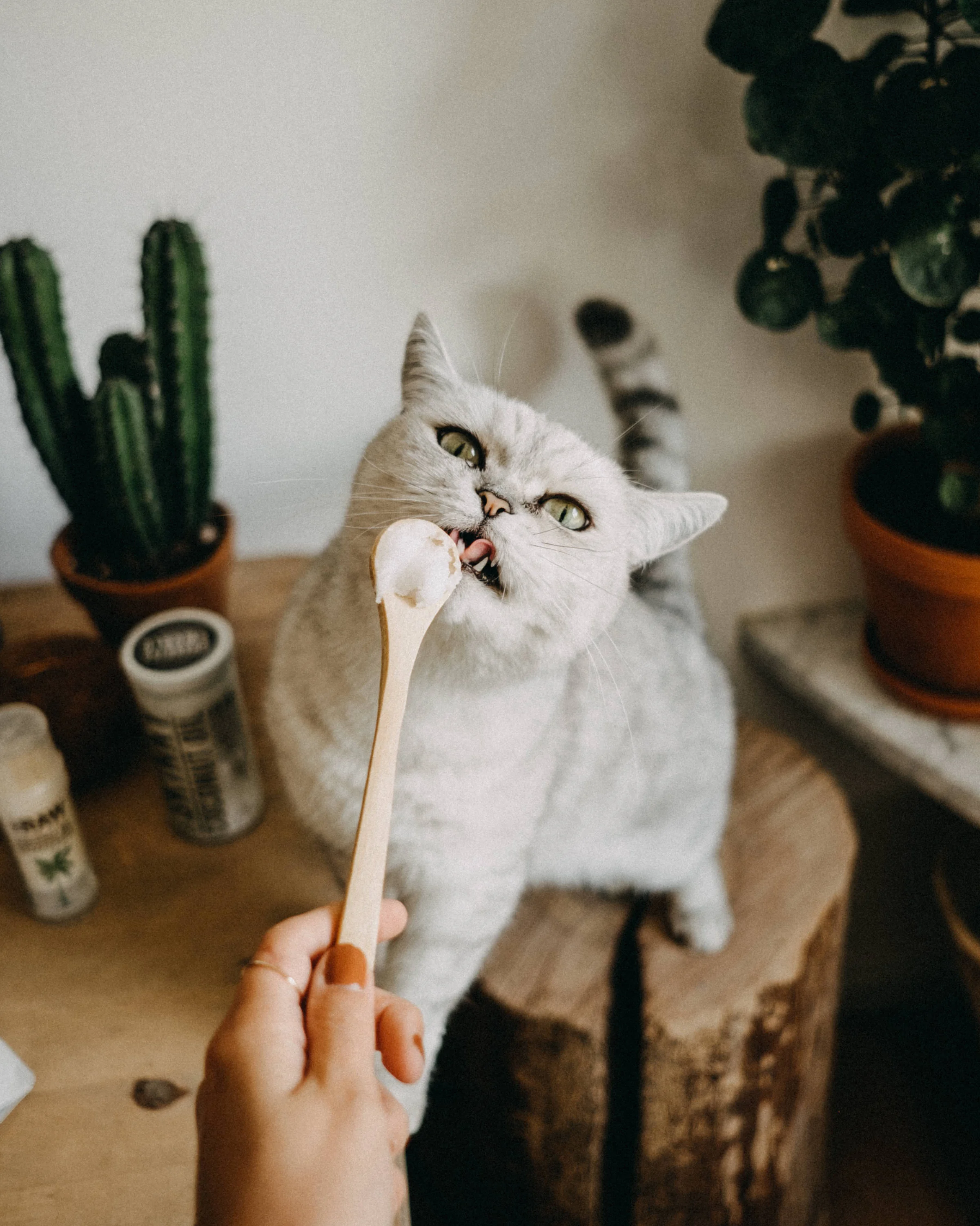 skinny-coco-15.jpg