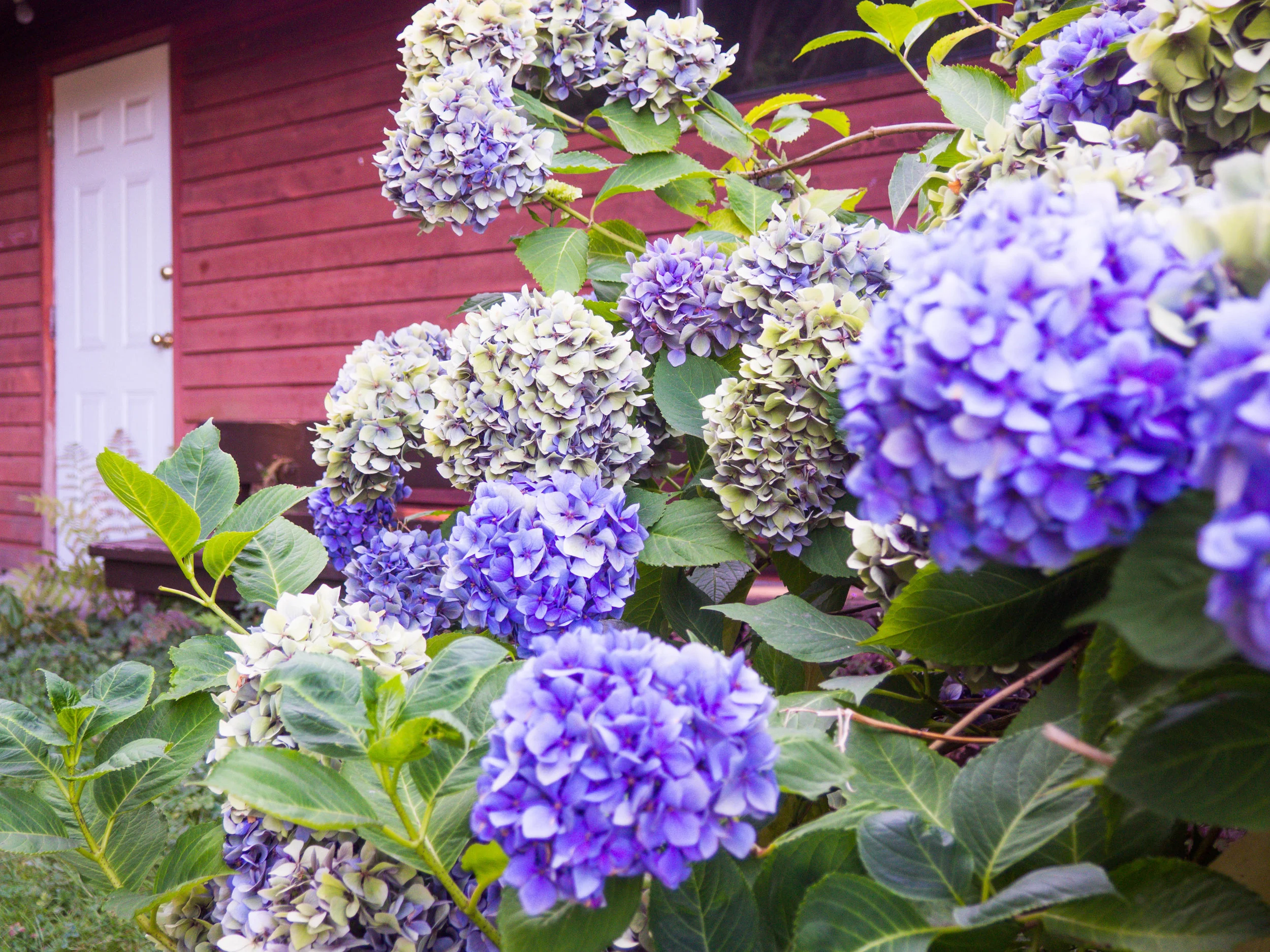 Hydrangeas | Gibsons, BC