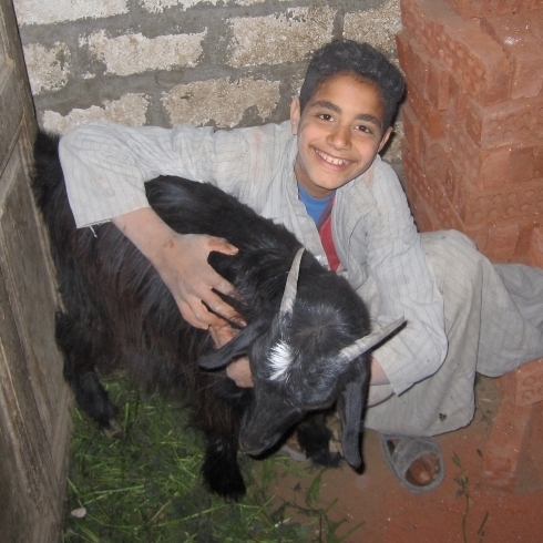 Raising a goat for milk, meat and cheese.