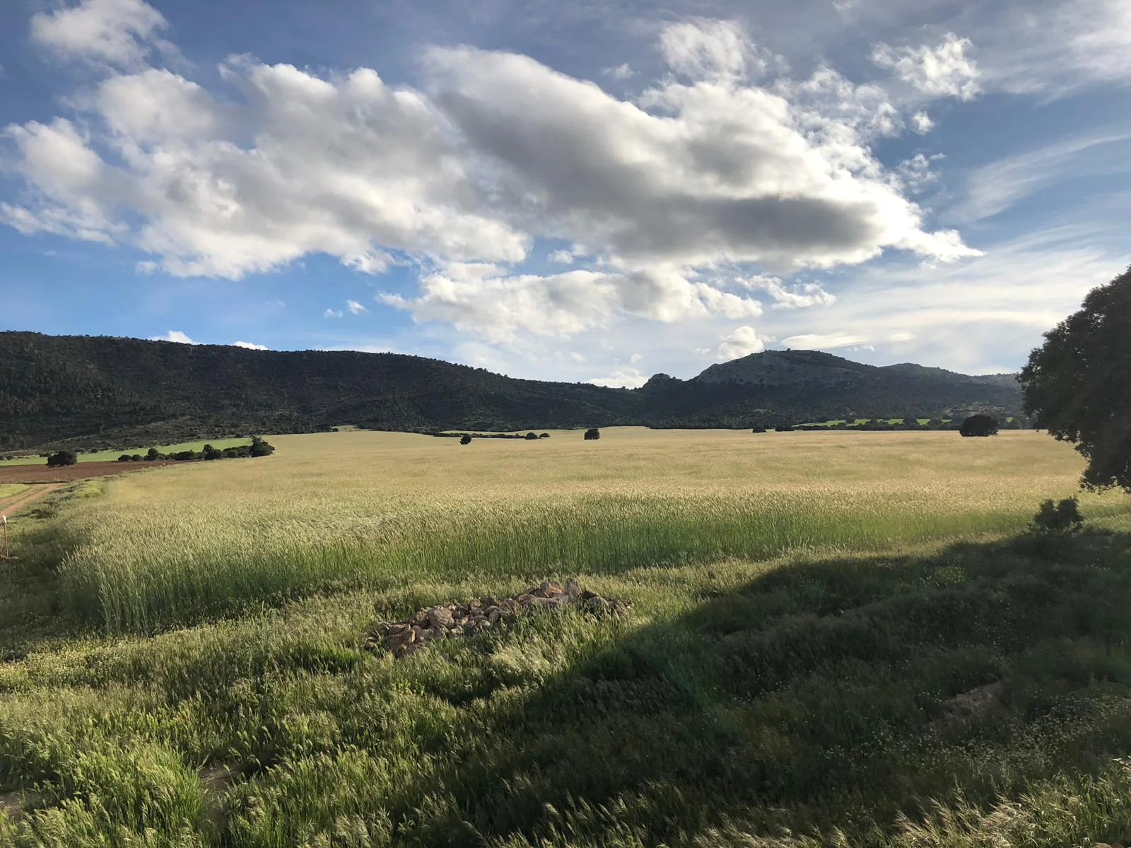 Fully grown rye, May 2019
