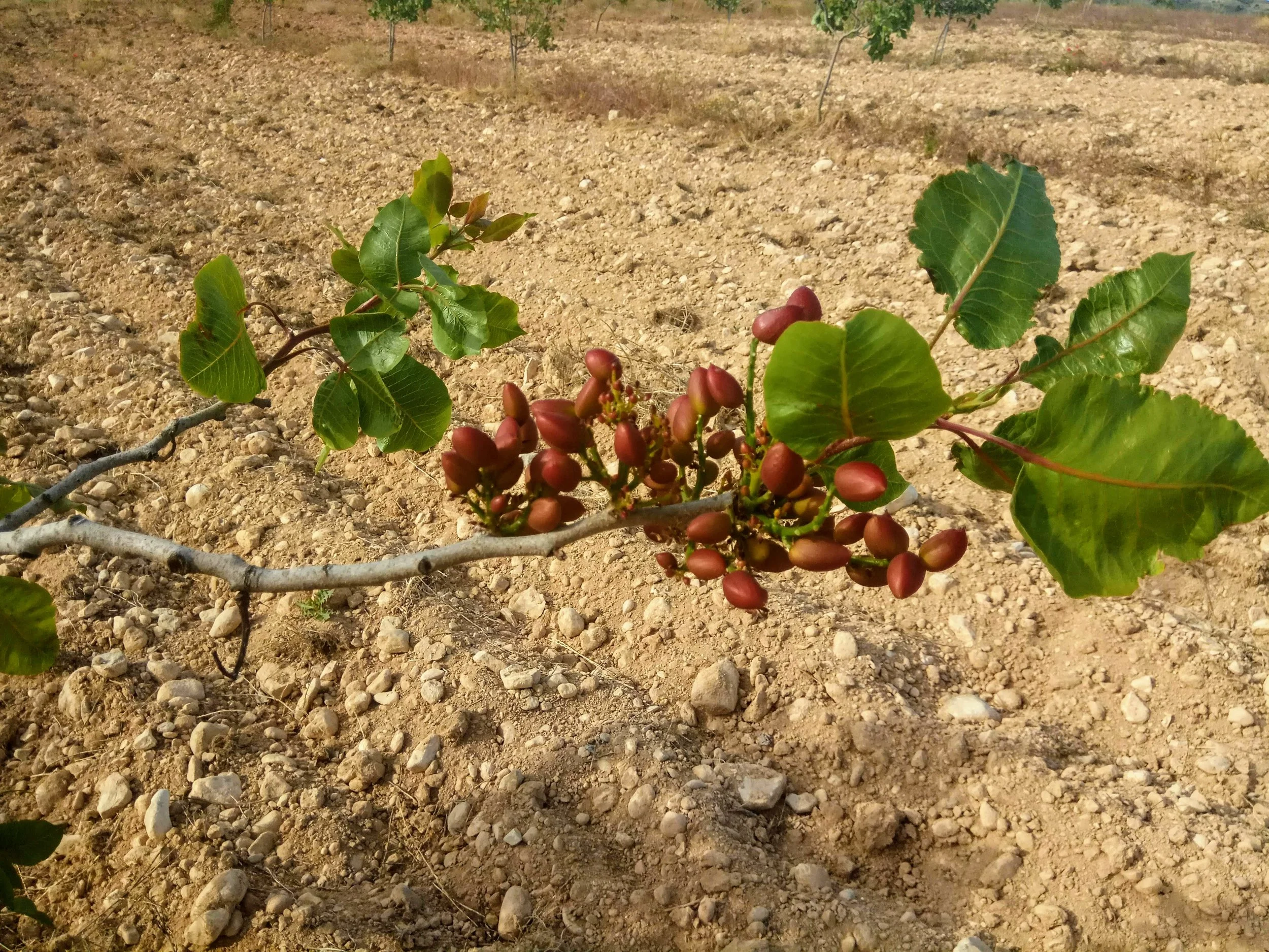 Pistachio starting to ripe, May 2019