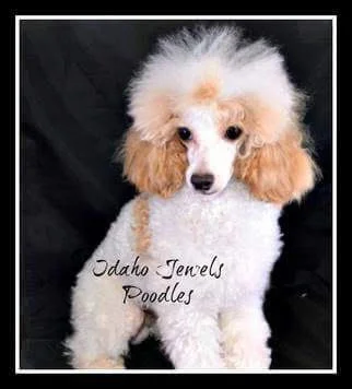 AKC Mini Poodle "Ranger"