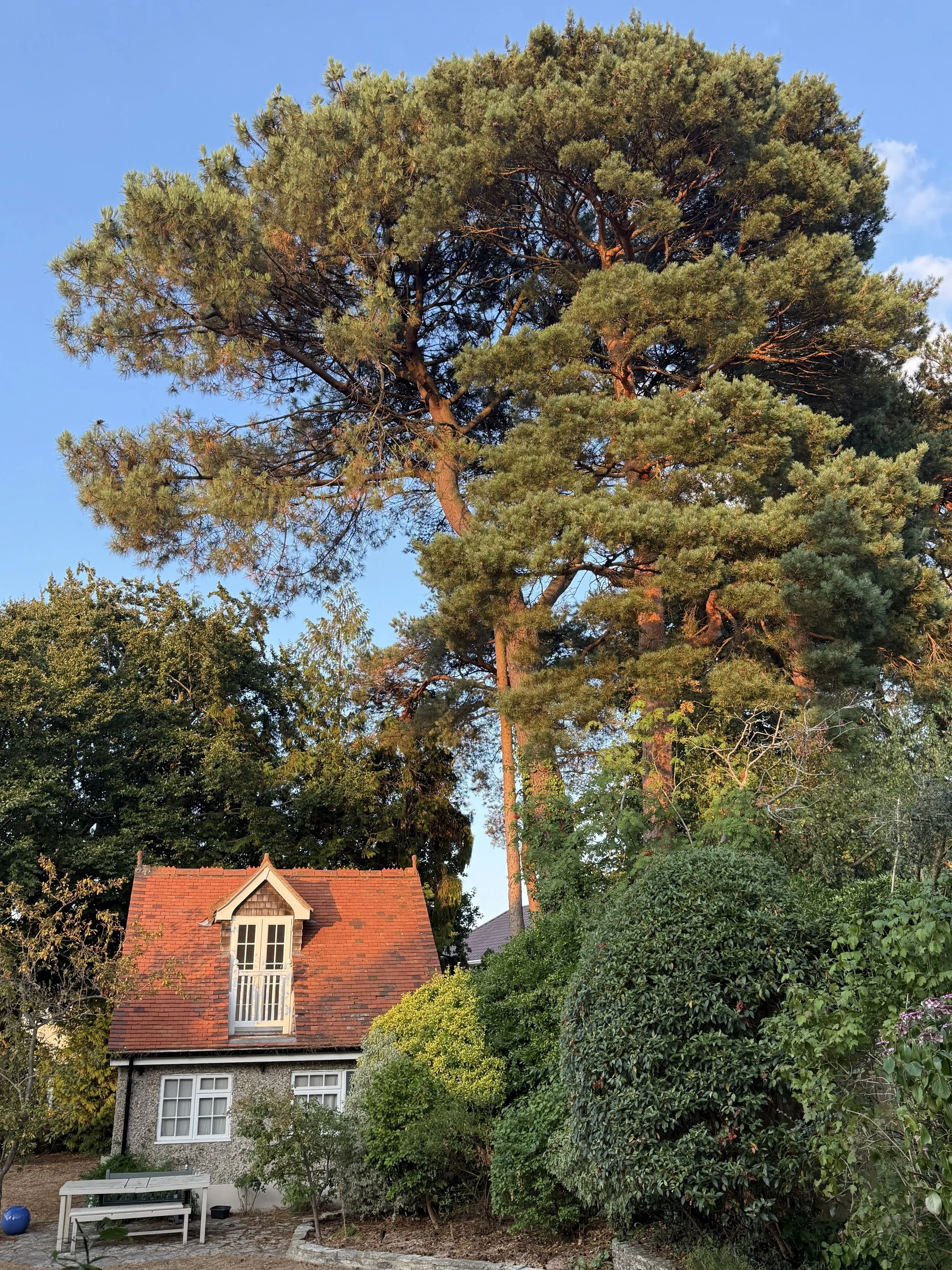 A house with a steep red-tiled roof and a small window dormer, surrounded by green trees and bushes, with a clear blue sky above.