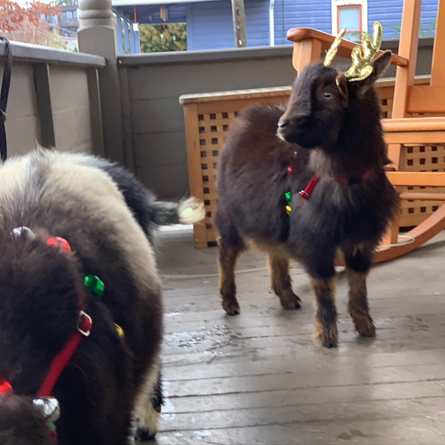 Sometimes in the midst of grief we do silly and wonderful things to warm our hearts. Thank you @portlandgoatparties for bringing some sweetness to us 🎄✨❤️ #babyreindeergoats #petermadetheharnesseshimself #hearthealing