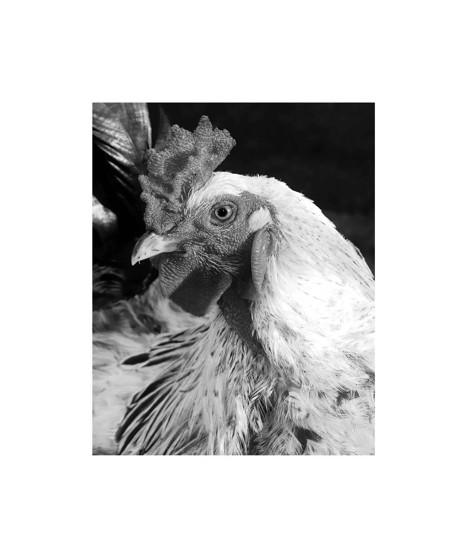 aysia-stieb-foot-tap-jaw-jerk-chicken-rooster-04.jpg