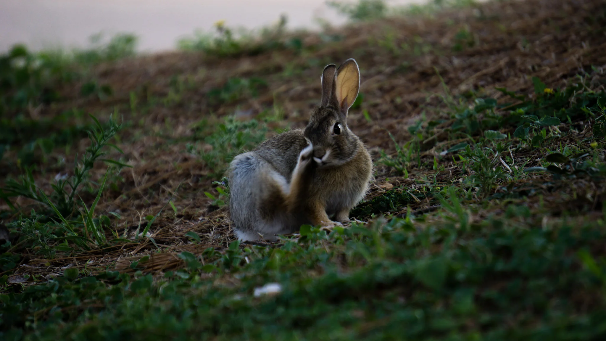  A Jackrabbit. Odessa, Texas. 