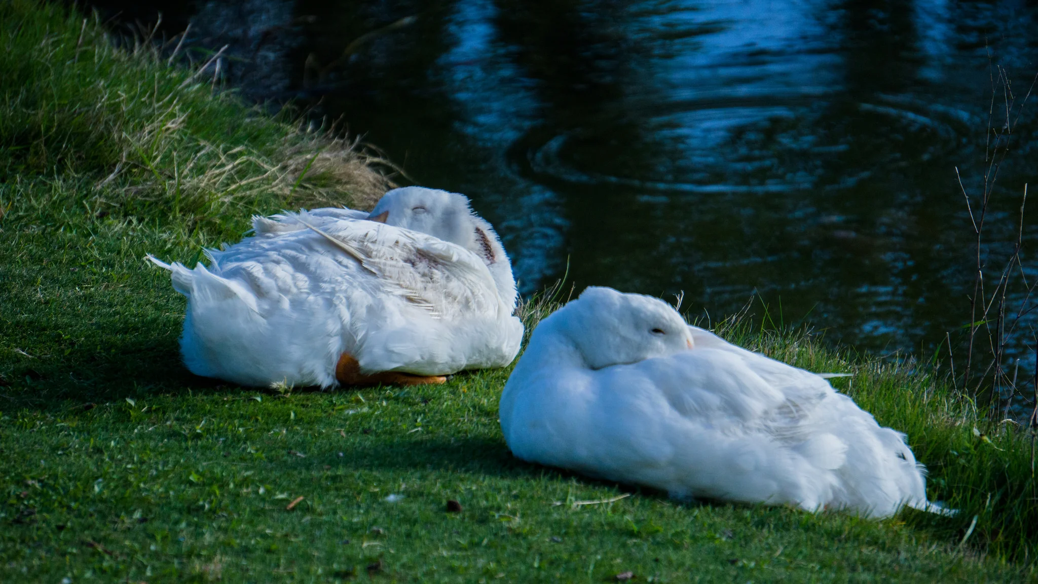  Two Napping Ducks. Midland, Texas. 