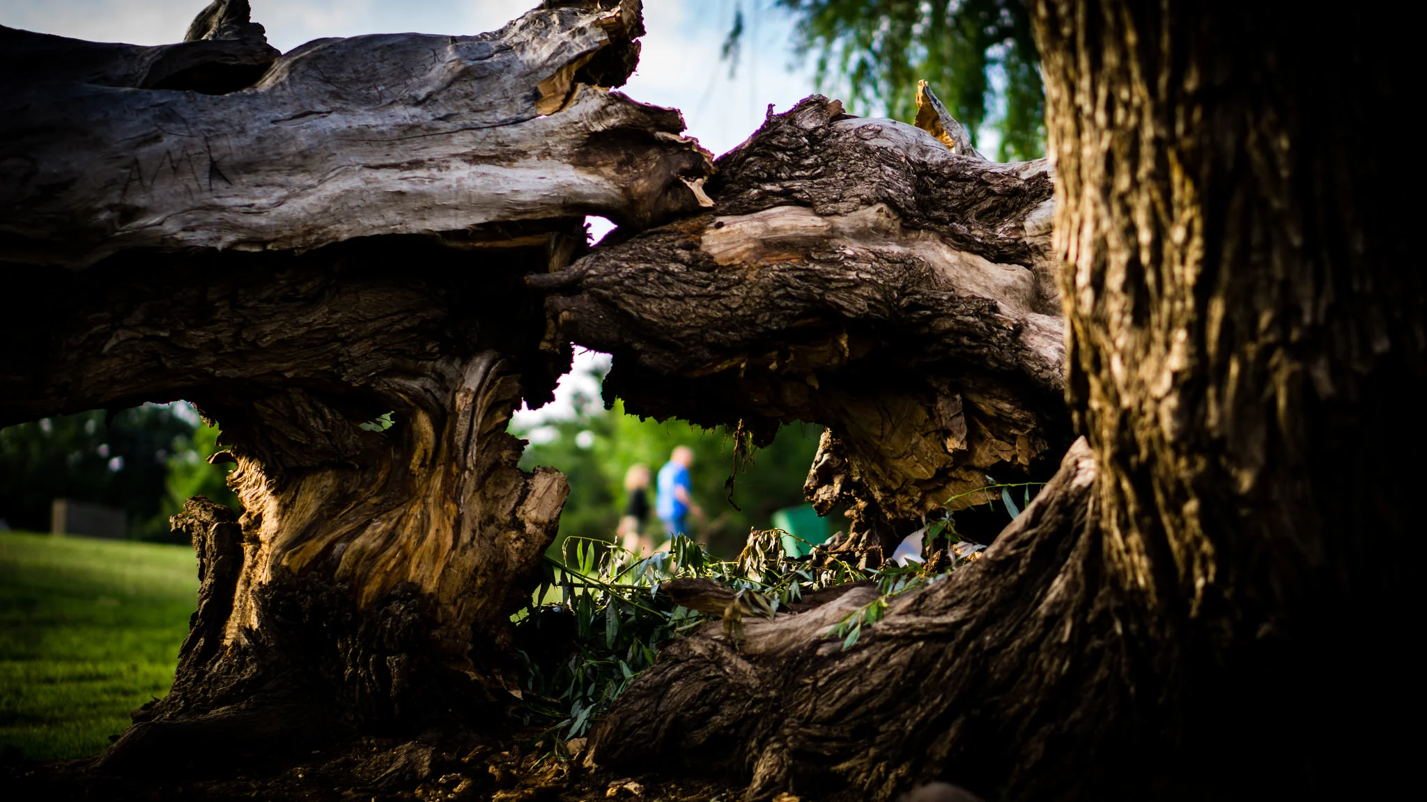  Through a Broken Weeping Willow. Midland, Texas. 