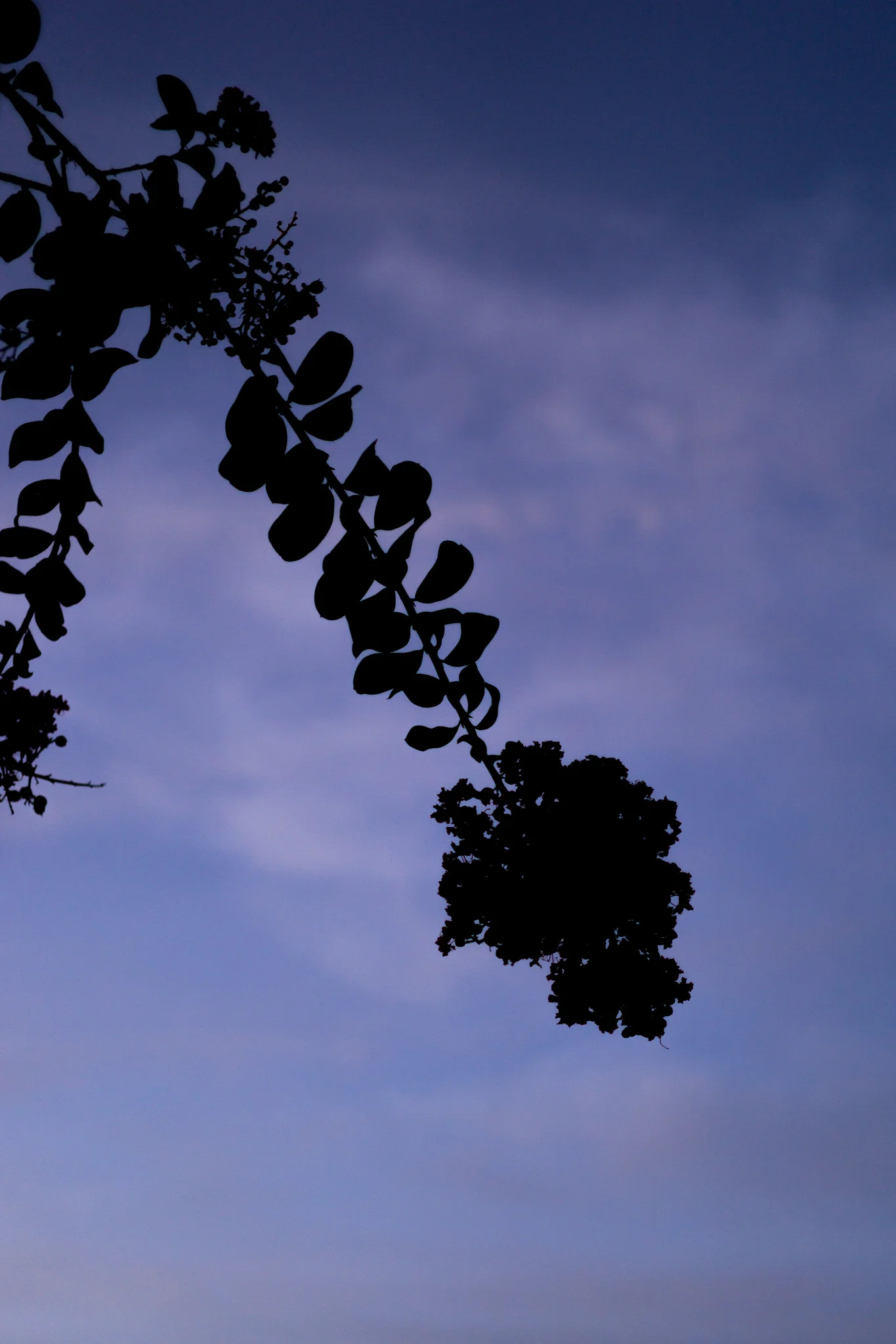  A Blooming Silhouette. Austin, Texas. 