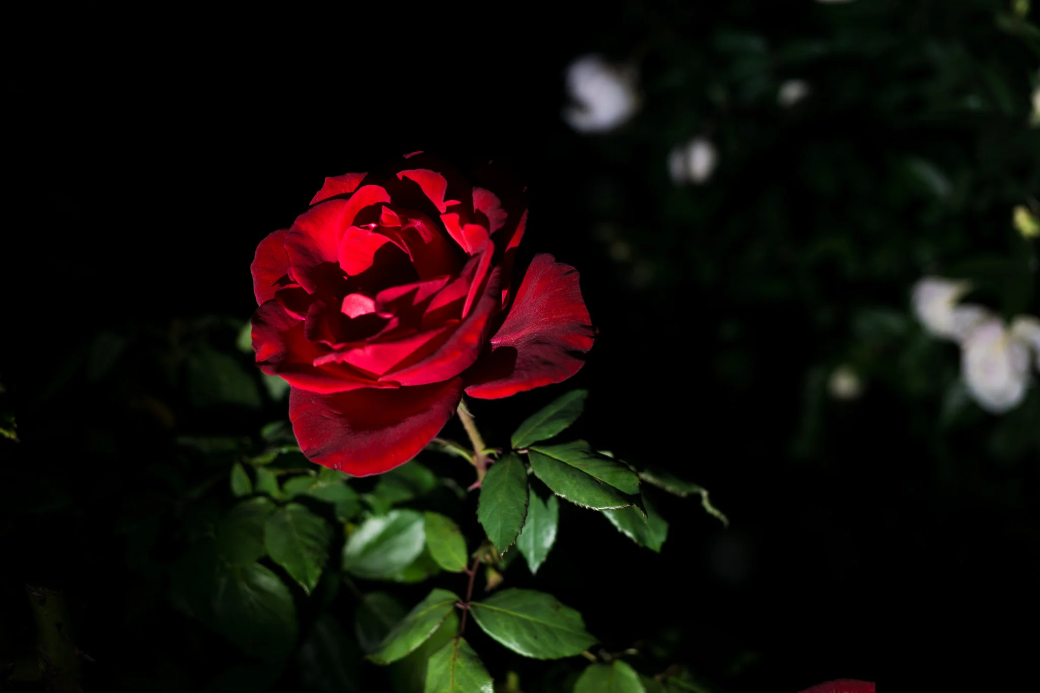  A Nightly Rose. 